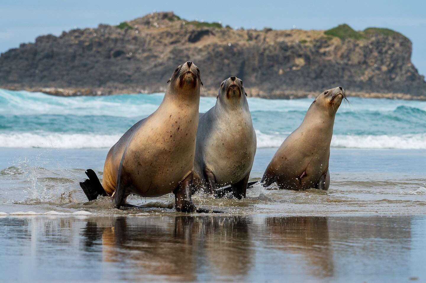Waves rolling in, sunshine warming the sand, and a bunch of happy sea puppies turning the shoreline into a playground. Wild moments like this never get old.

📸 Grant Reddington