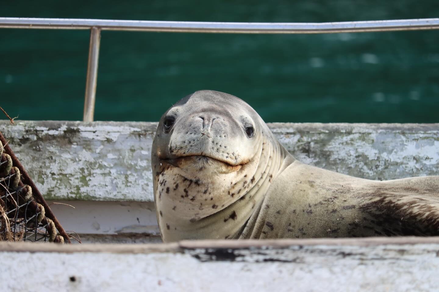 There&rsquo;s nothing quite like the magic of wildlife. The quiet moments, the curious looks, and yes&hellip; even the smiles. 

📸 @m.axharvey