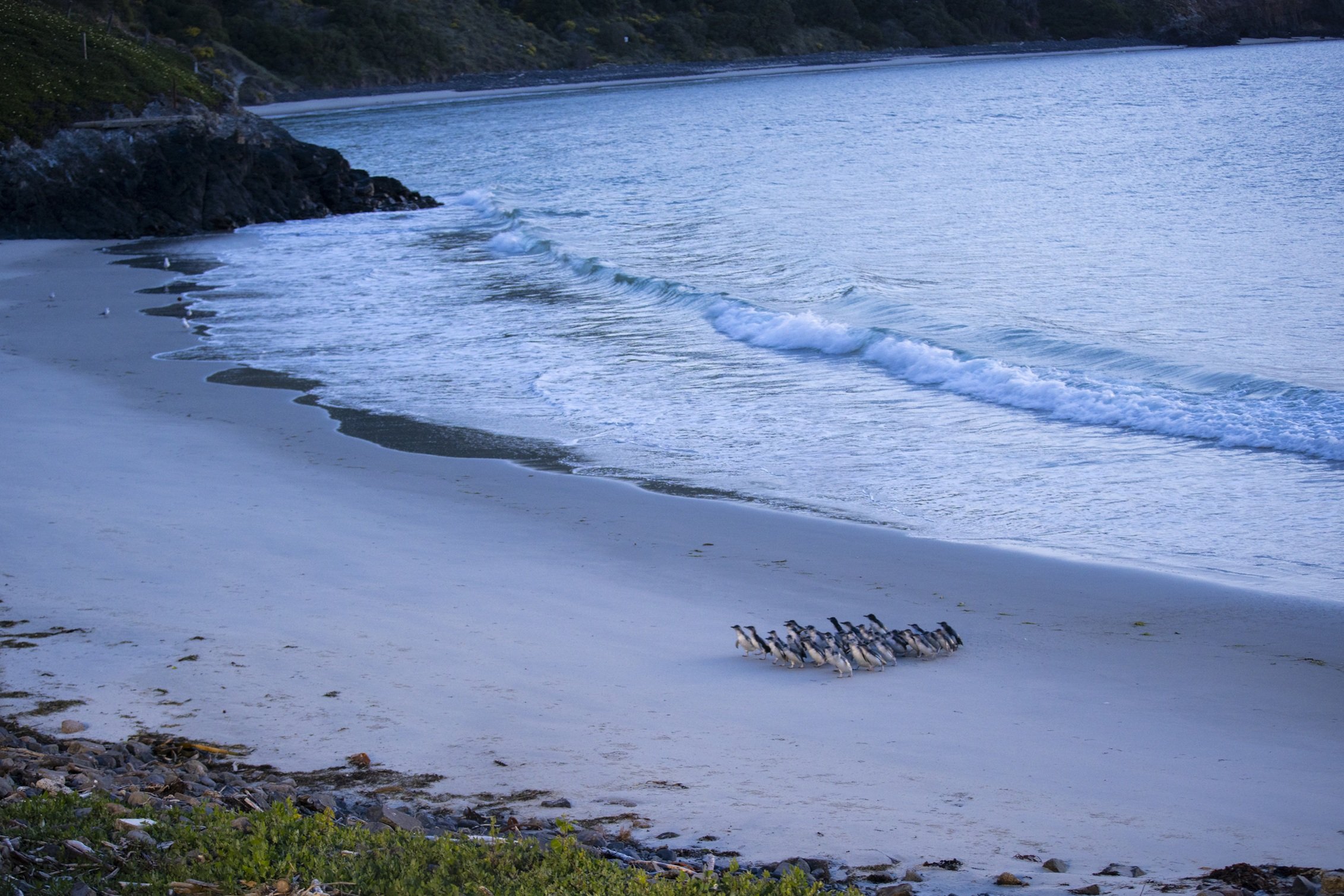 389551-wildlife_bluepenguinspukekura_065_dunedinnz.jpg