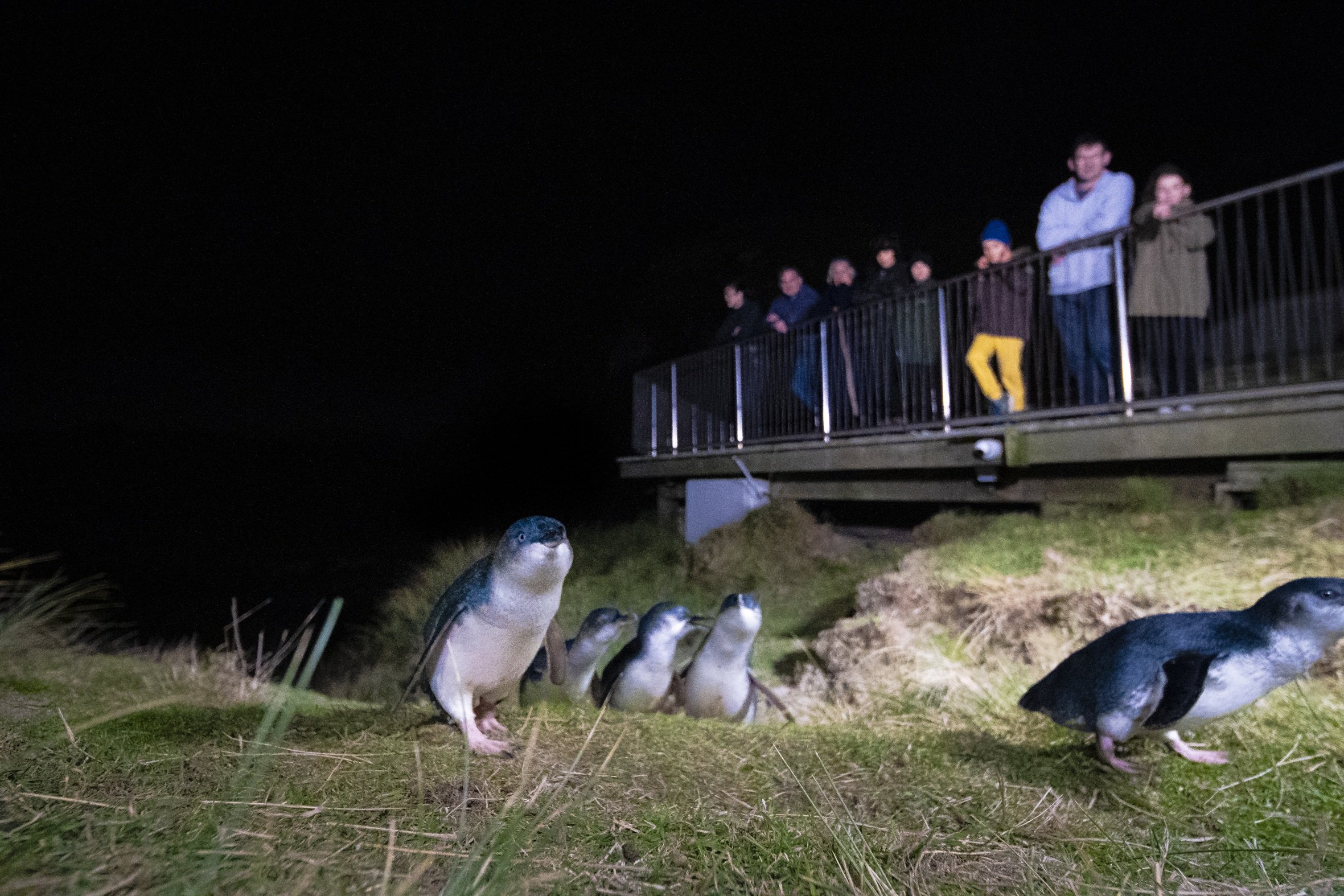 Blue Penguins Pukekura