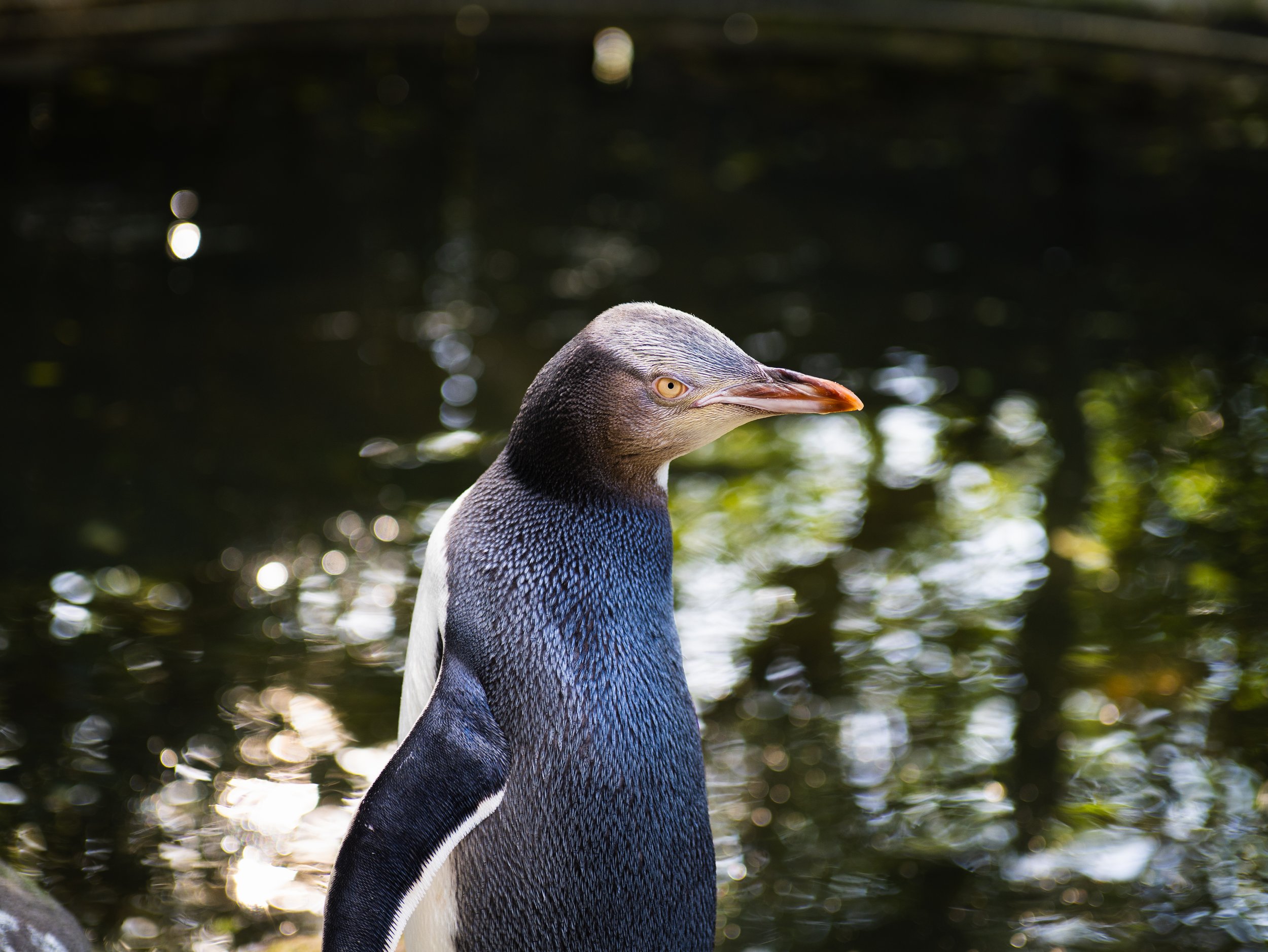 OPERA – Otago Peninsula Eco Restoration Alliance