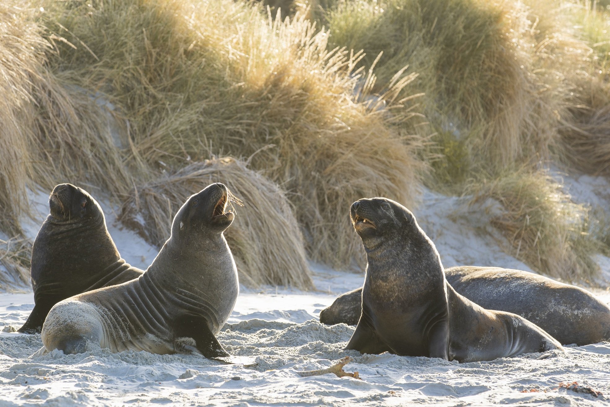 587827-wildlife_clearwaterwildlifetours_019_dunedinnz.jpg