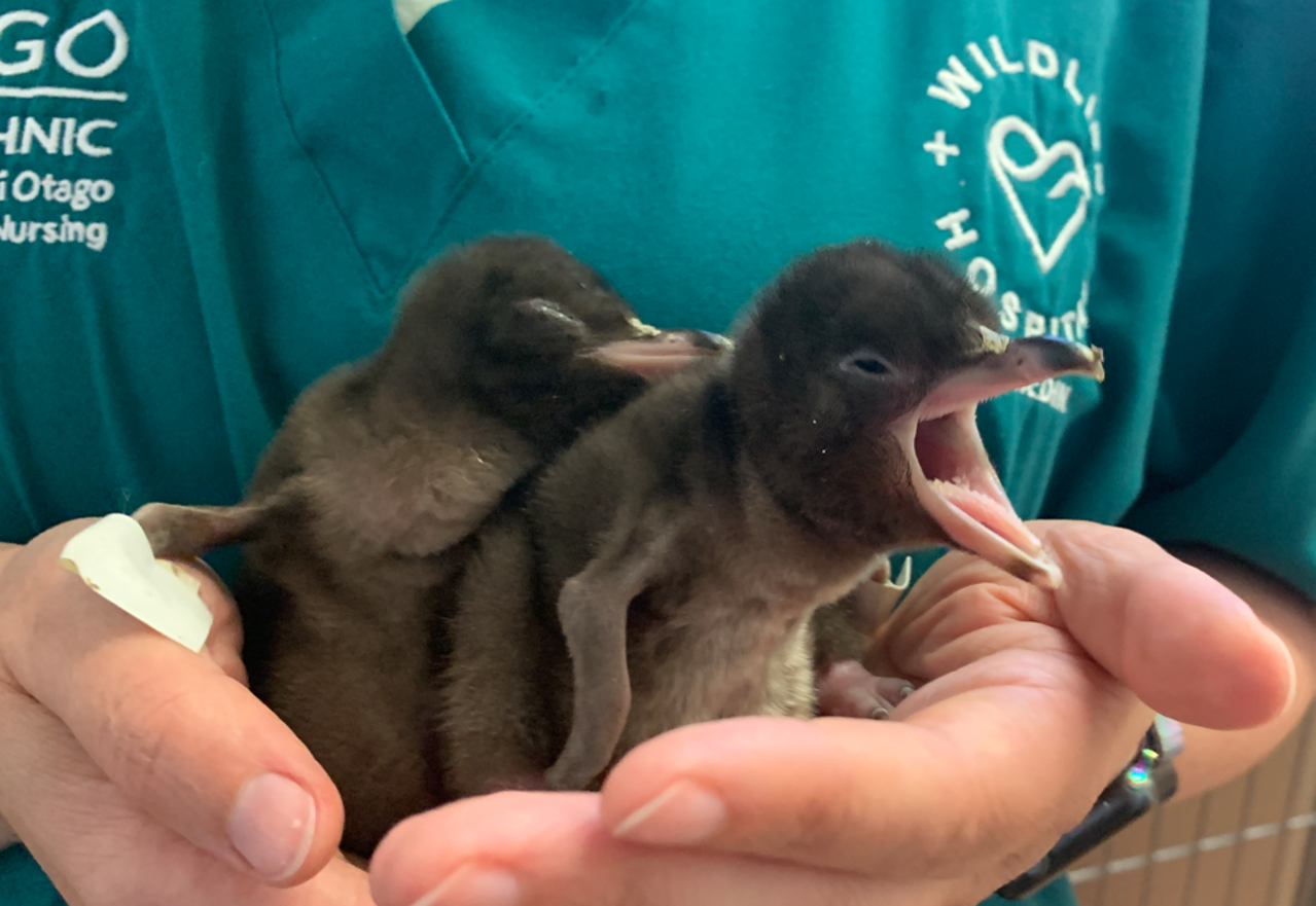 Wild Hero 2024: Celebrating Dunedin Wildlife Hospital
