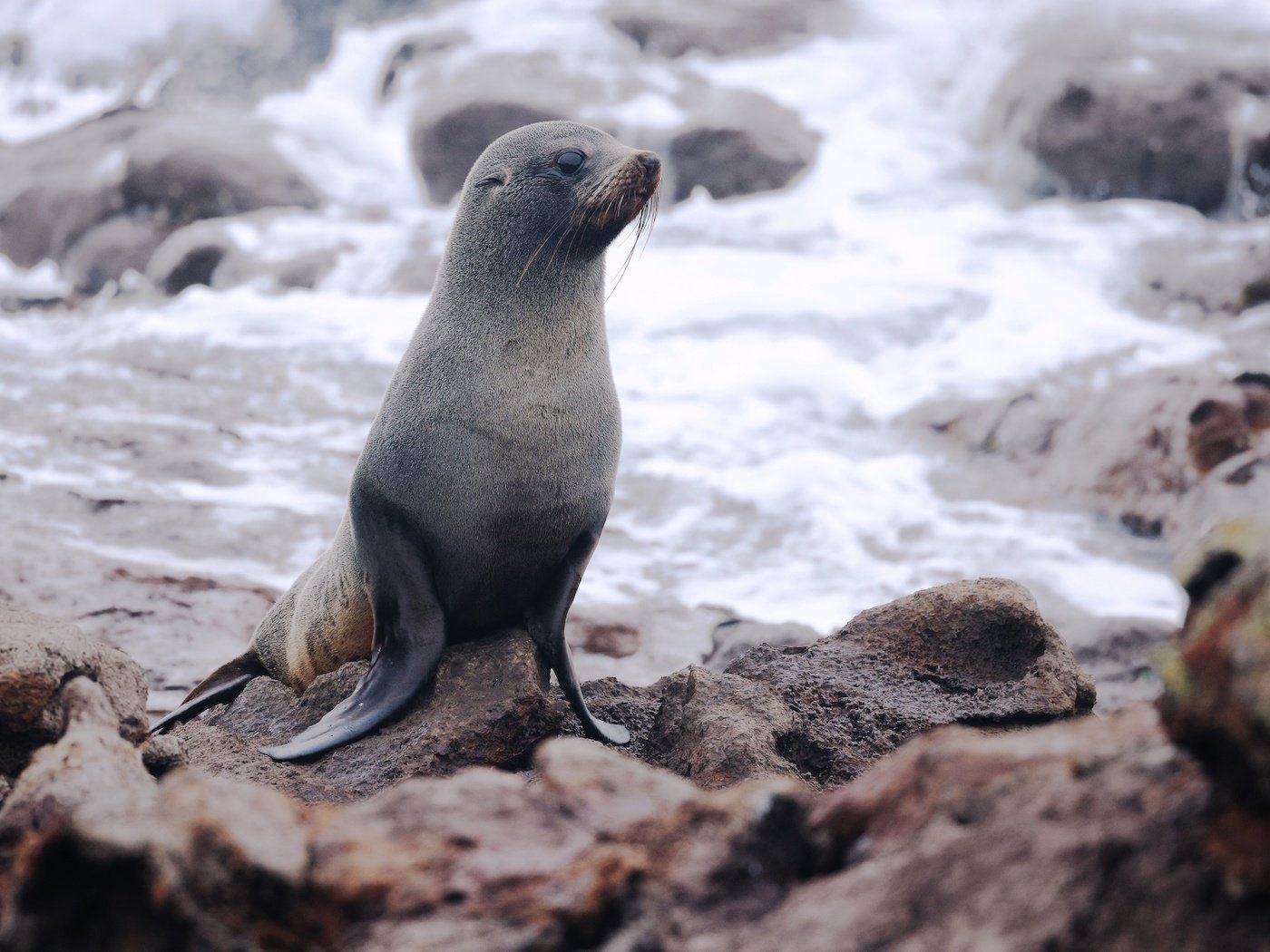 The OPERA Canopy to Coast.jpeg