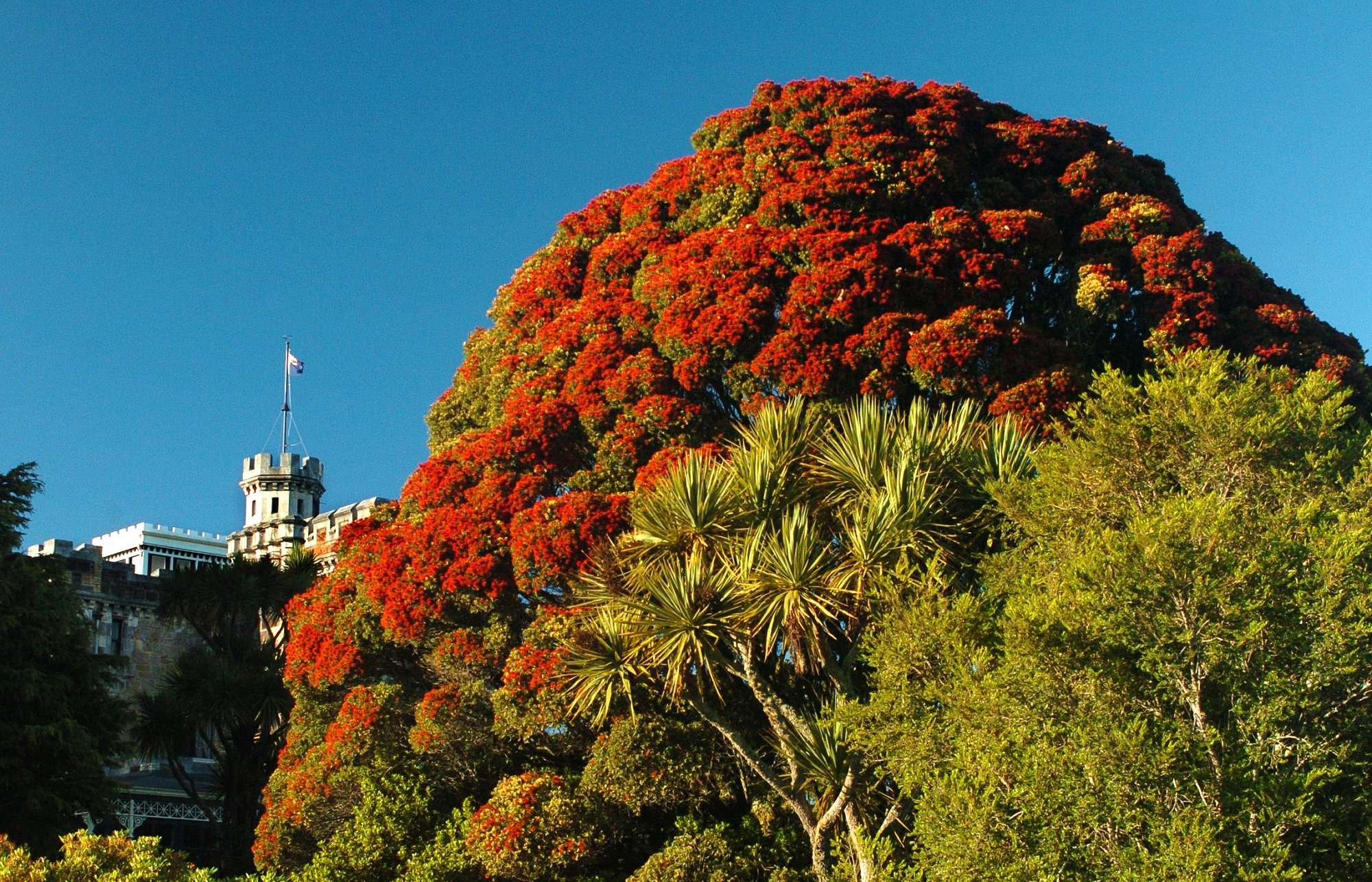 Larnach Castle's Native Plants — Wild Dunedin