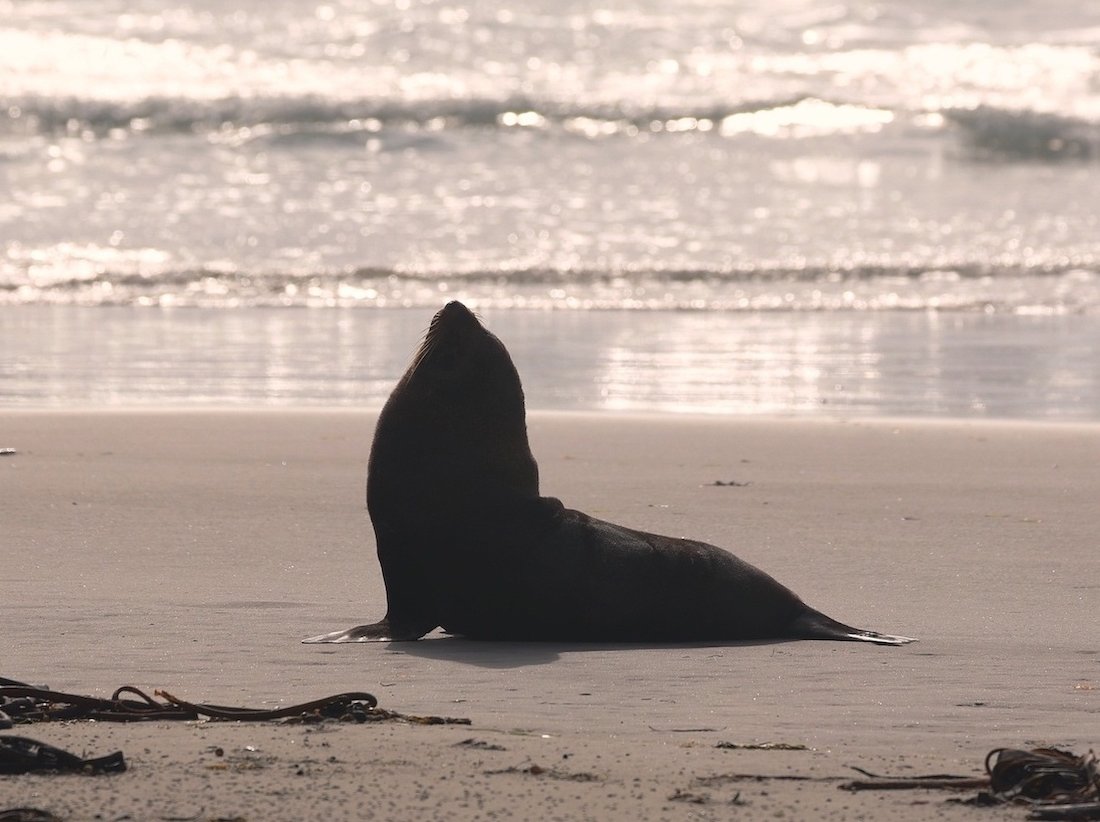 Fur Seal or Sea Lion – How to Tell the Difference