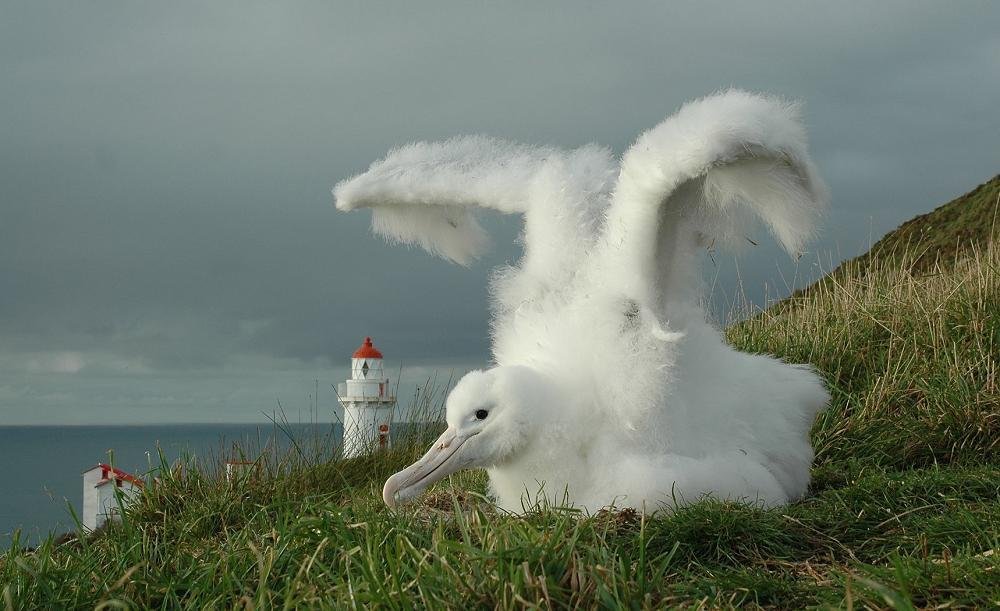 Albatross Chick in April.jpeg