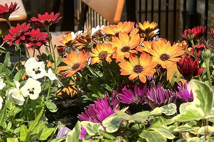 A colorful arrangement of flowers including orange, pink, purple, and white blossoms with green leaves.