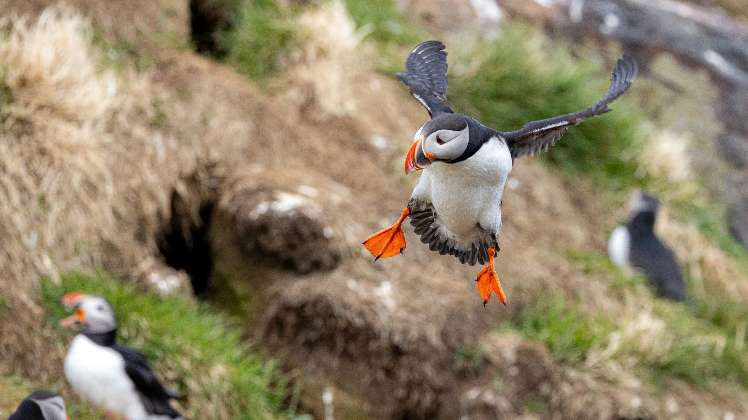 fågelskådning på Island