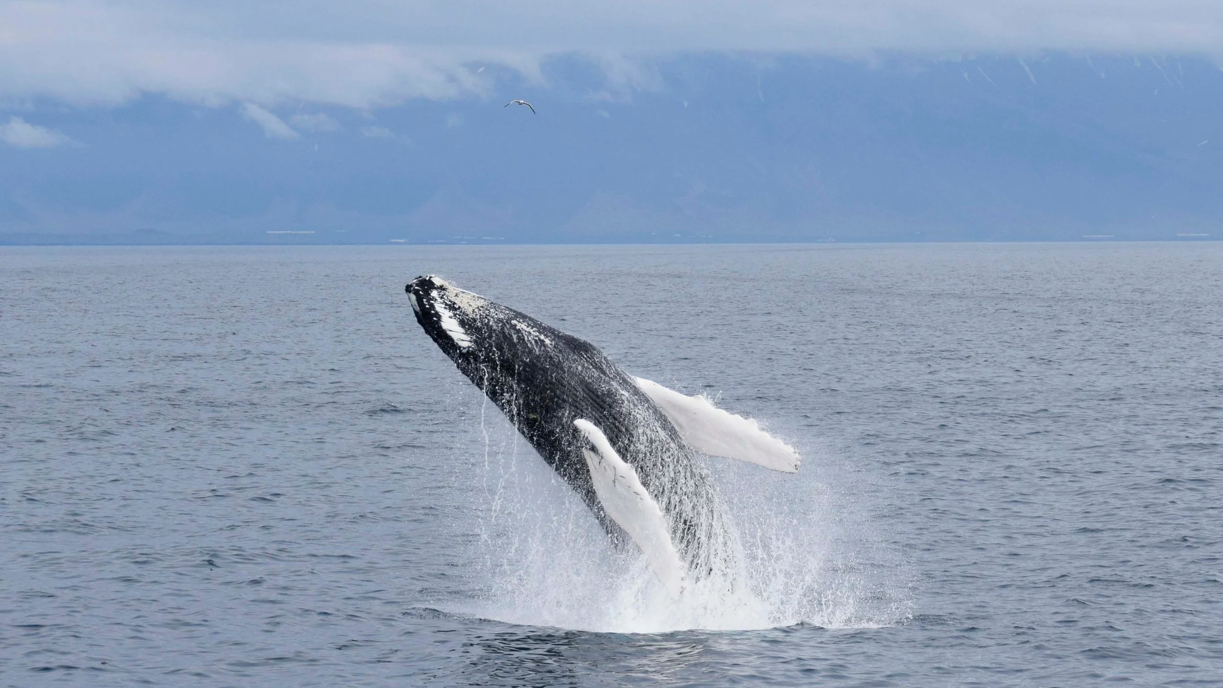 Husavik - Valarnas huvudstad