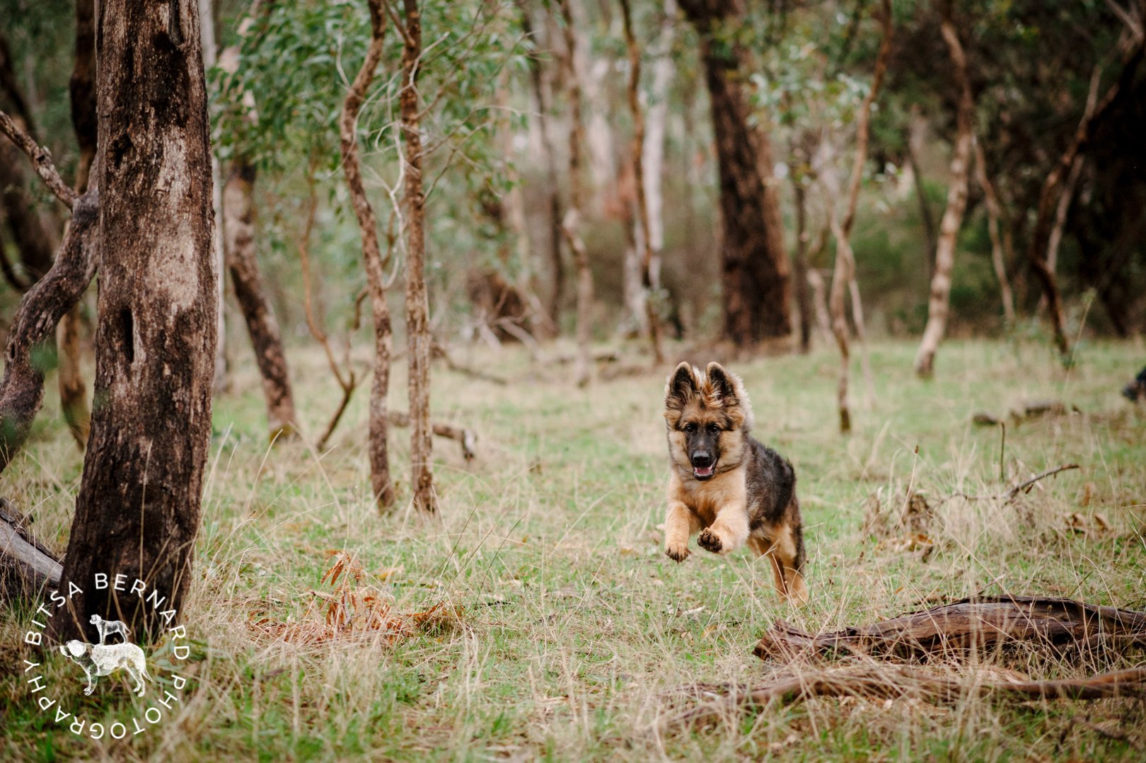 fb-20160512-Koda-11.jpg