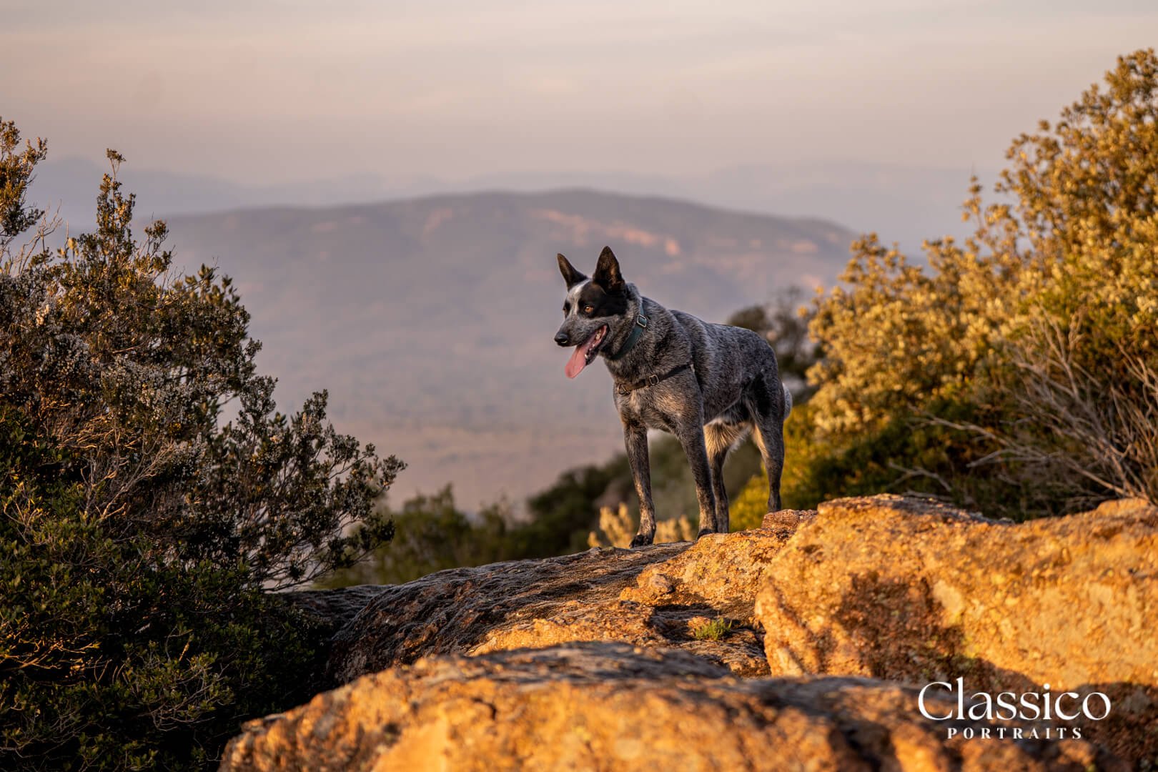 Provence Hiking Dog Portrait