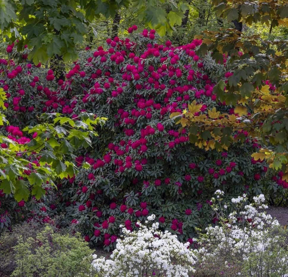 Let the Rhododendron season begin! 🌺
#GiardinoLorella #LakeOrta #Lagodorta #visititaly #apgi