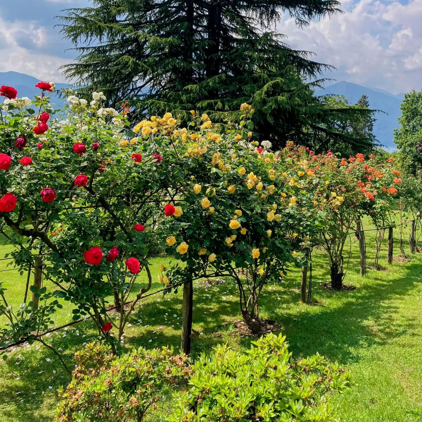 Blooming beauty at Giardino Lorella: A symphony of roses under the serene sky.

#GiardinoLorella #LakeOrta #Lagodorta #visititaly