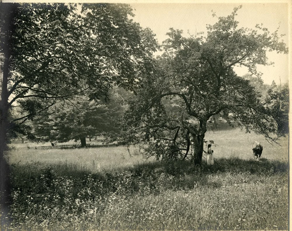 Pic-596 (Girl Under Tree)