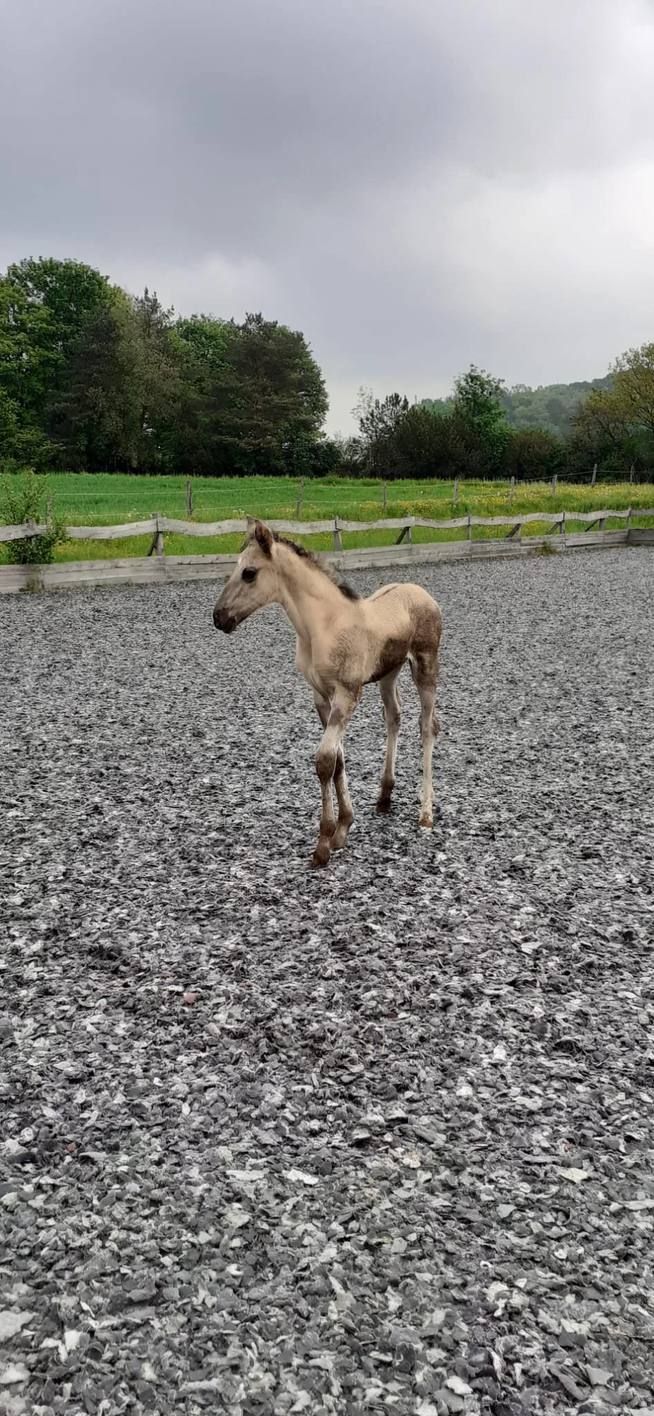 TOSCA, PSL, FILLY, *2023