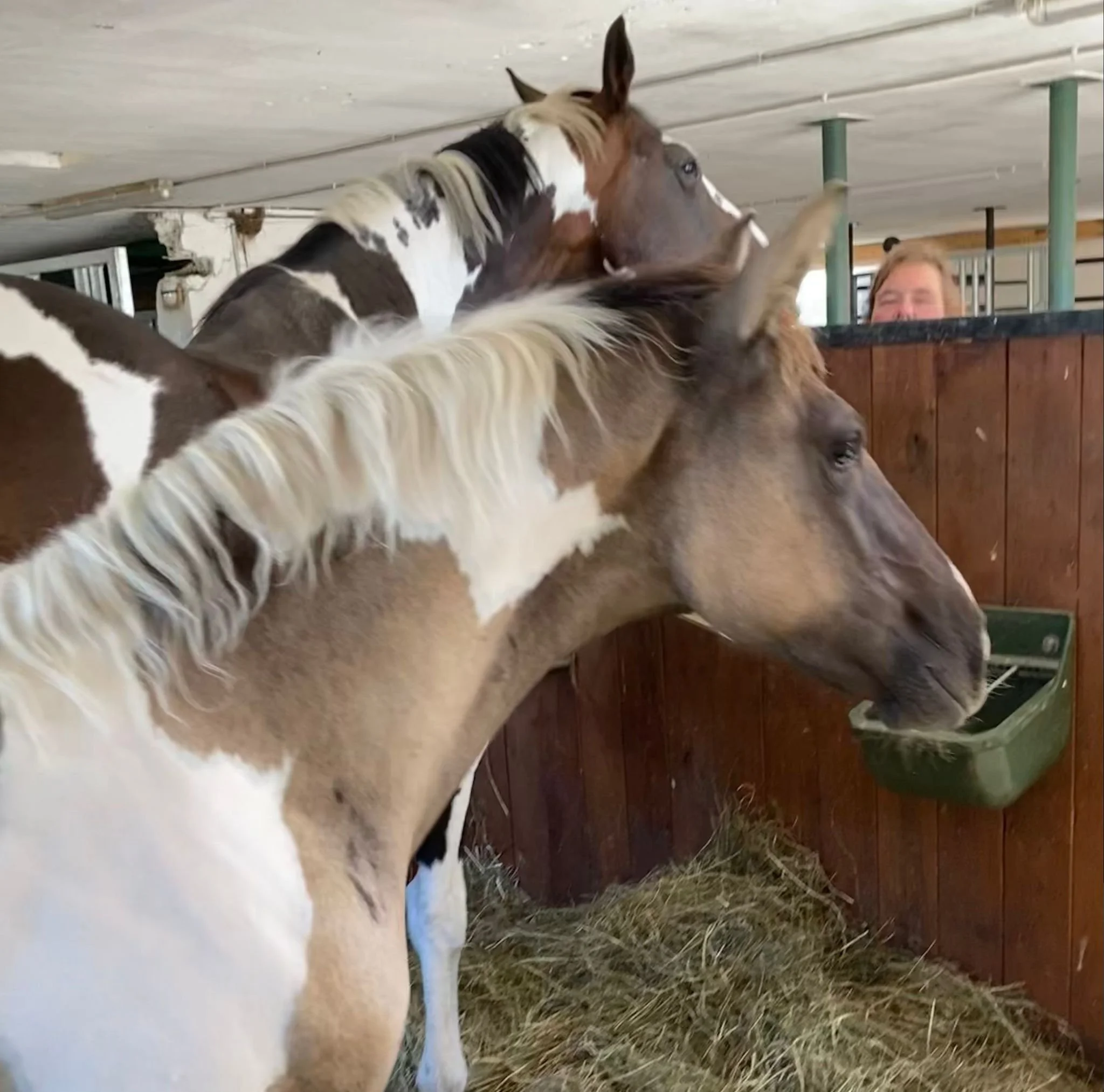 IN MEINEM HERZEN, LUSO-WARMBLOOD, FILLY, *04.22 / GER
