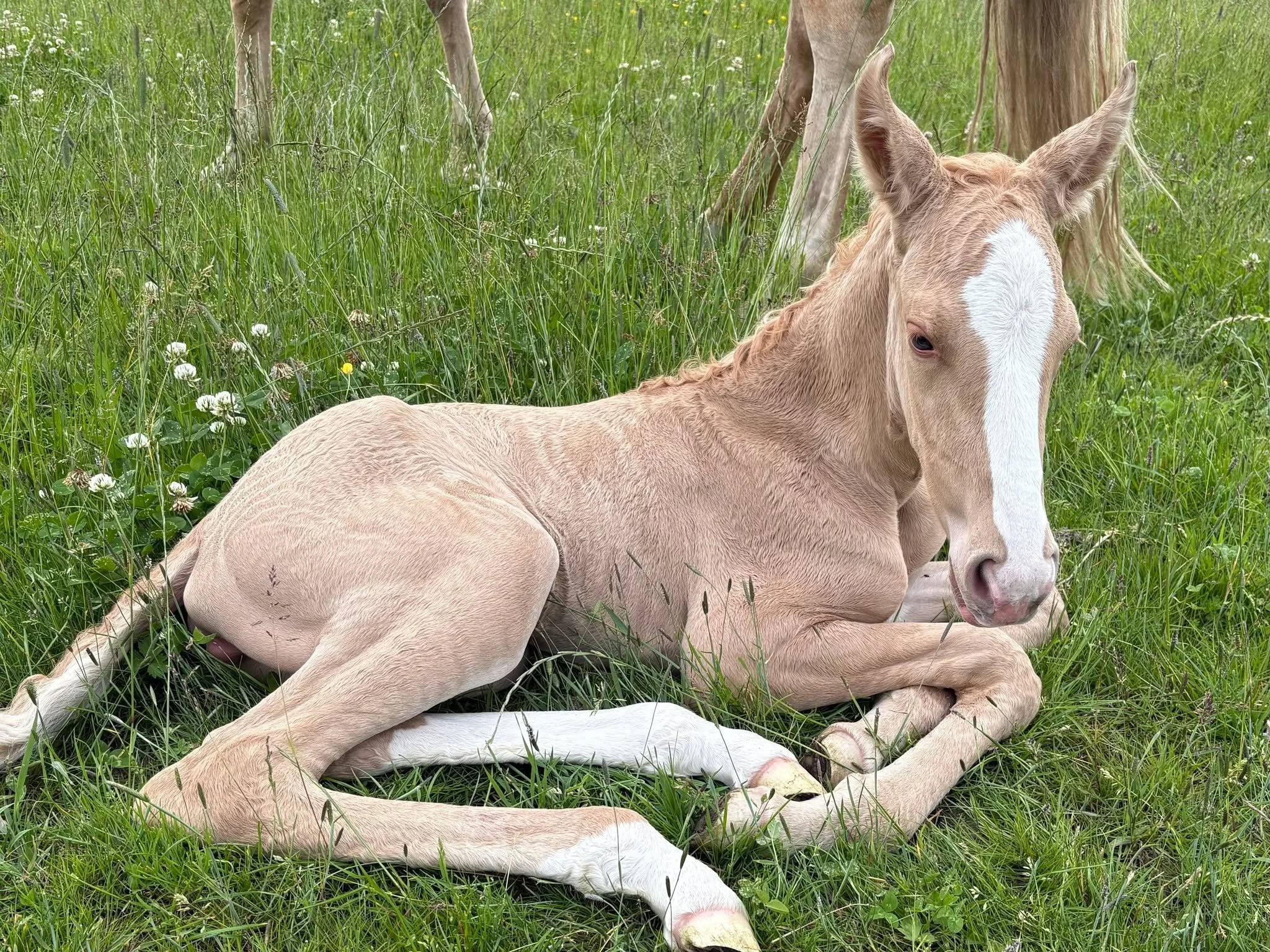 UK has a new Dun Lusitano 🇬🇧🍼🦄
out of frozen semen ❄️

Congratulations to Sharon McGregor to this colorful filly.

We have a very limited amout of frozen semen left in the UK.
No import costs. Stored at Westkington-Stud.

#foalsofidonmalagueno #d