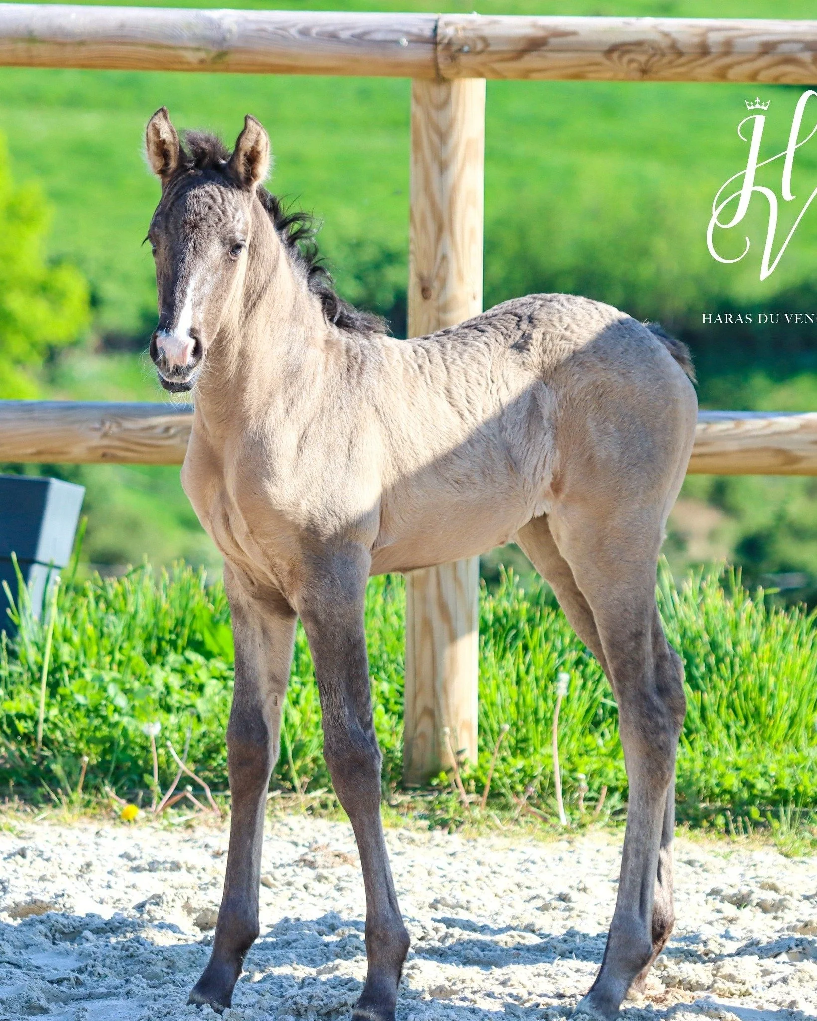 ✨️Victory Sparkle Of Vencedor ✨️

Pouliche KWPN Grullo par Ittina ( Dream Boy x Johnson ) x I-Don Malagueno
Breeder: Haras Du Venced'Or 

Out of frozen semen. We have frozen semen available in France. NO IMPORT COSTS.

Until end of this season you ca