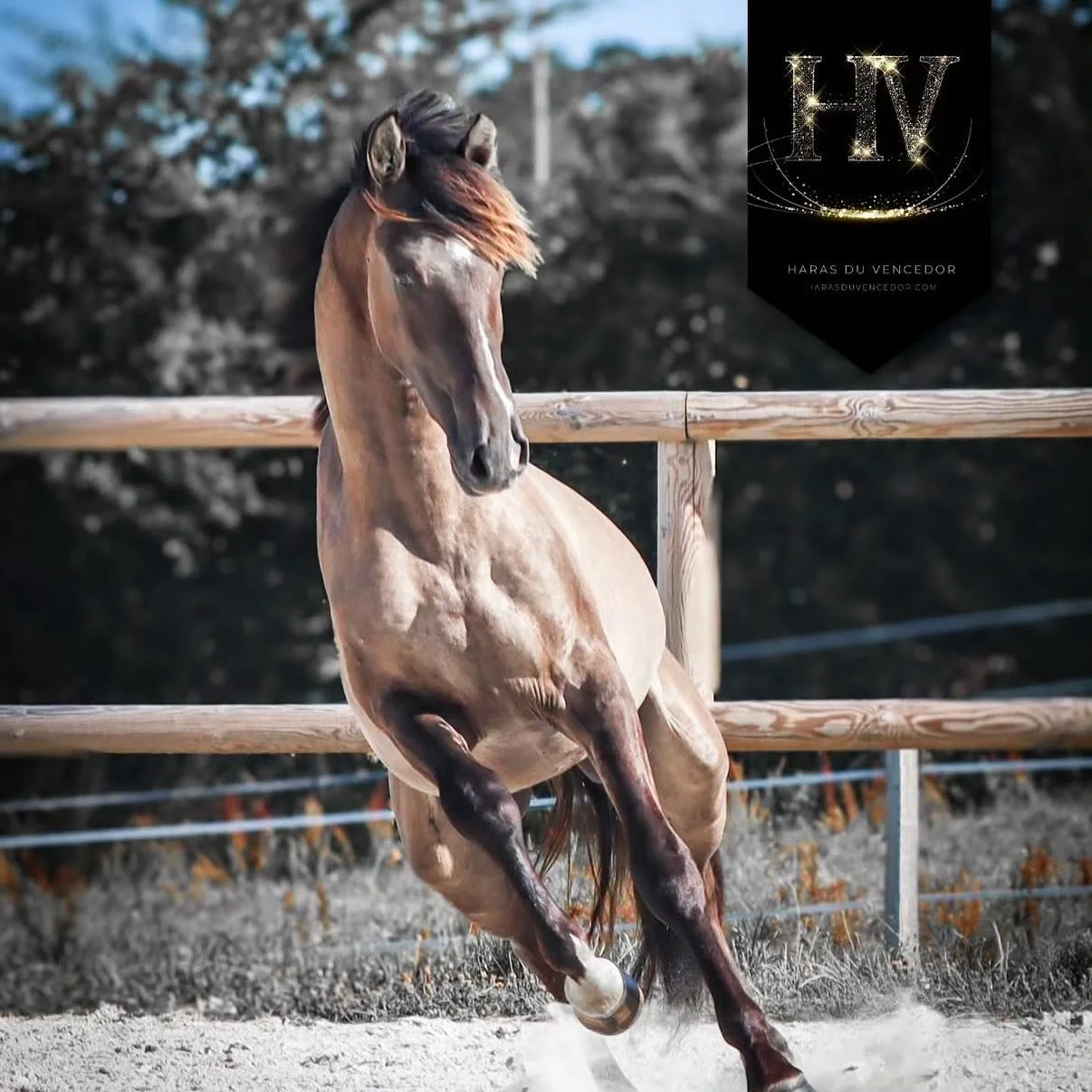 ✨ THE DARK KNIGHT ✨

bred and owned by @harasduvencedor 
Smoky Grullo Lusowarmblood. 
KWPN x Lusitano 

He combines the best of both worlds and is expecting his first offspring in 2026 - the next generation is loading and Don Malague&ntilde;o will be