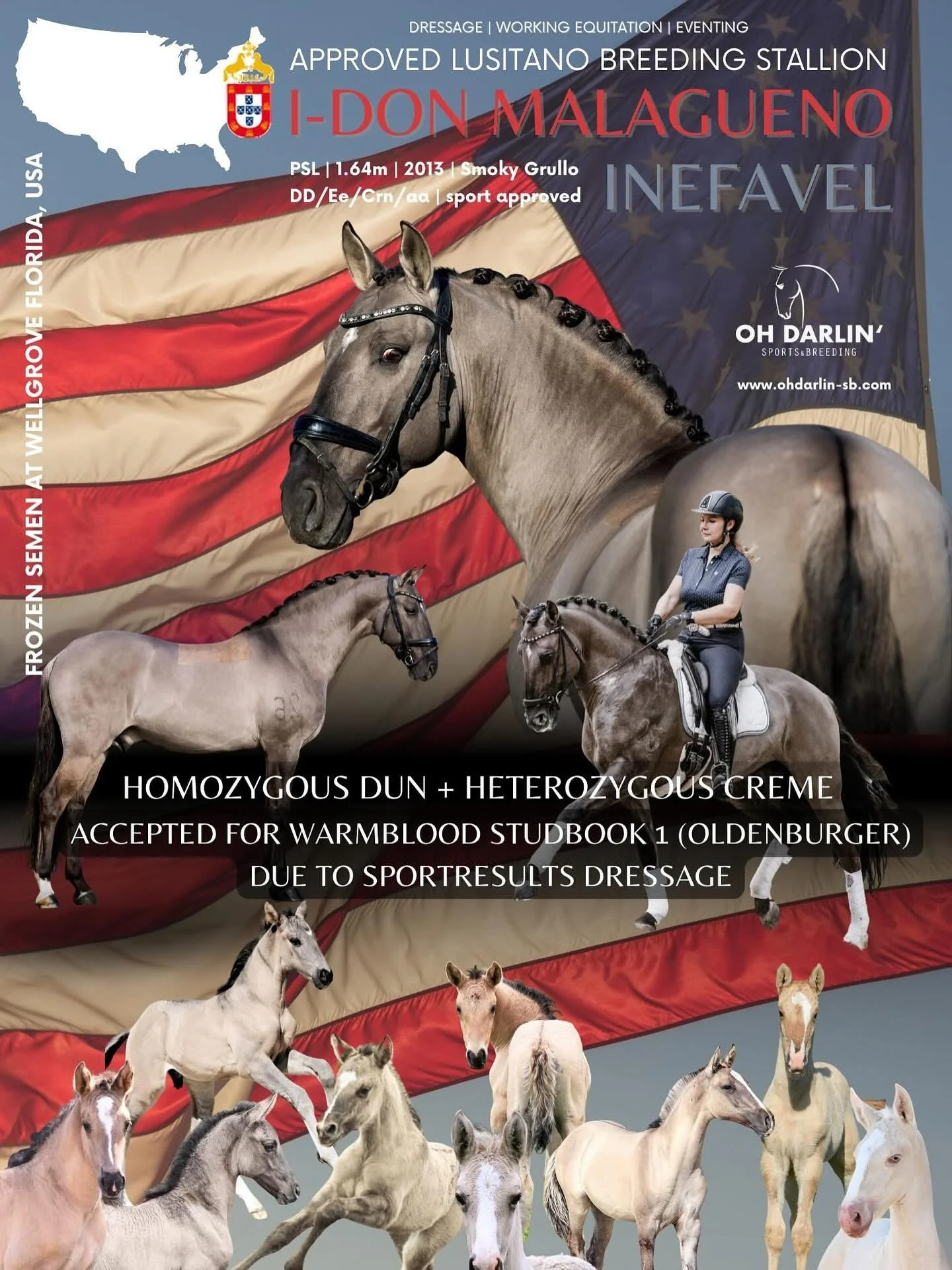 NEW SEMEN DELIVERY FOR THE U.S. 🇺🇸🤗🥳 contact me for details. No import costs! Semen is stored at @wellgrove_equine #frozensemenusa #america #apsl #lusitano #idonmalagueno #grullo #smokygrullo #homozygousdun #warmbloodapproved #approved #oldenburg