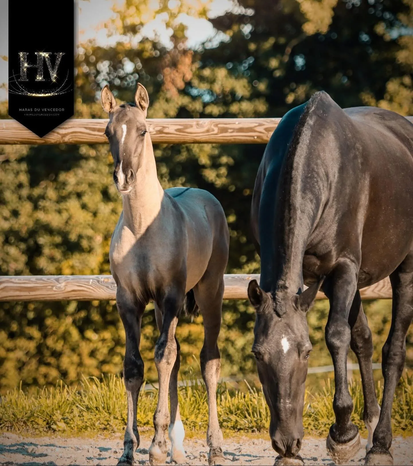 WHAT A FOAL 🤩 Full APSL paper in the beloved grullo color with such a charming aura. Congratulations to the breeder @harasduvencedor 

 🇵🇹 &bull; Vencedor HV &bull; 🇵🇹

➰️ M&acirc;le Lusitanien Grullo n&eacute; le 3 juillet 2025

Par Estrela Onz