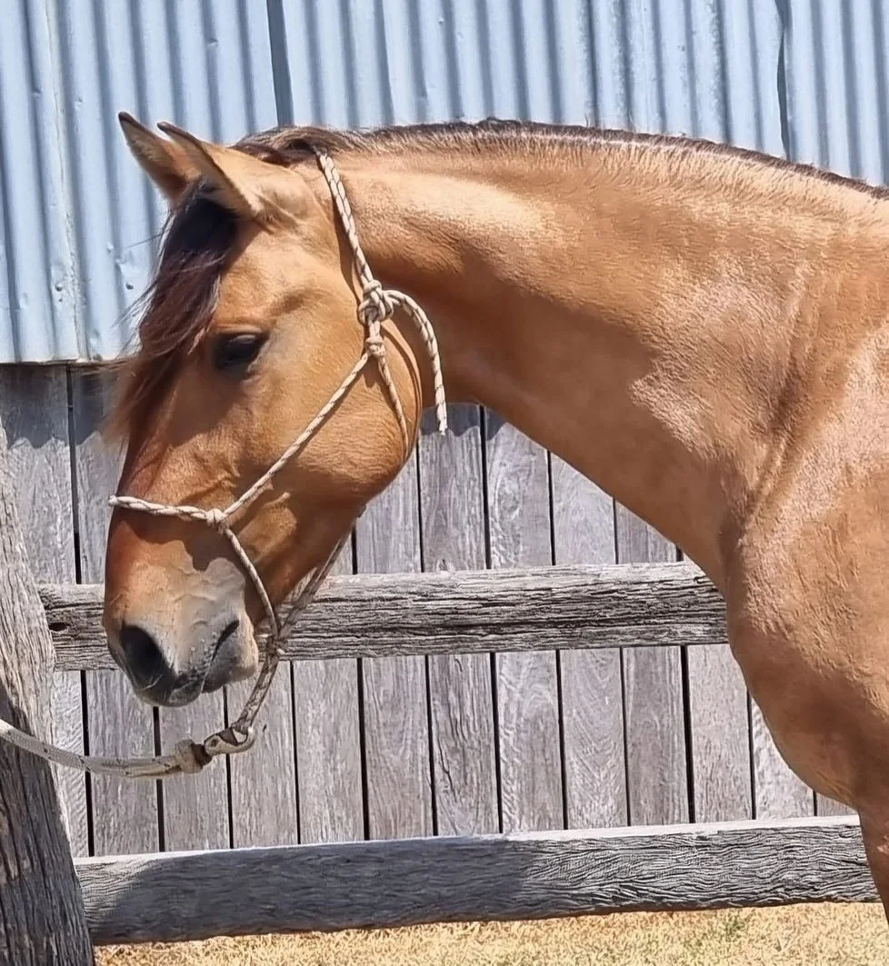 Spretzel BB is looking so mature now. What a beautiful horse 💎 He is bred and raised in Australia 🇦🇺 PSL stallion in bay dun 😍🥰🦄