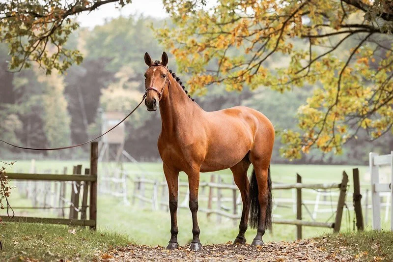 🌟Gek&ouml;rt mit 72.5pt 🌟
Pooh I did it again RS

Rubi AR x Peralta Pinha 
Z&uuml;chter: Romina Steiner @lusitano_steiner 
Vorbereitung und Vorstellung: Carlos Caetano 

Es war ein super sch&ouml;ner K&ouml;rtag mit dem Cavalo Lusitano Deutschland 