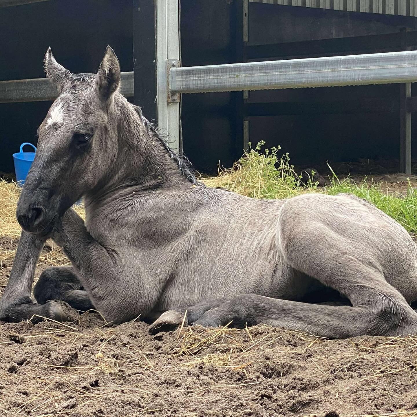 Lusitano Sporthorse 💖 filly born in Australia 🇦🇺 🦘🌏 out of frozen semen. We have best quality frozen semen available in Australia - stored at Genemovers. No import costs. PM to breed your dream horse in a special coat 🦄 @freeze.and.breed @cours