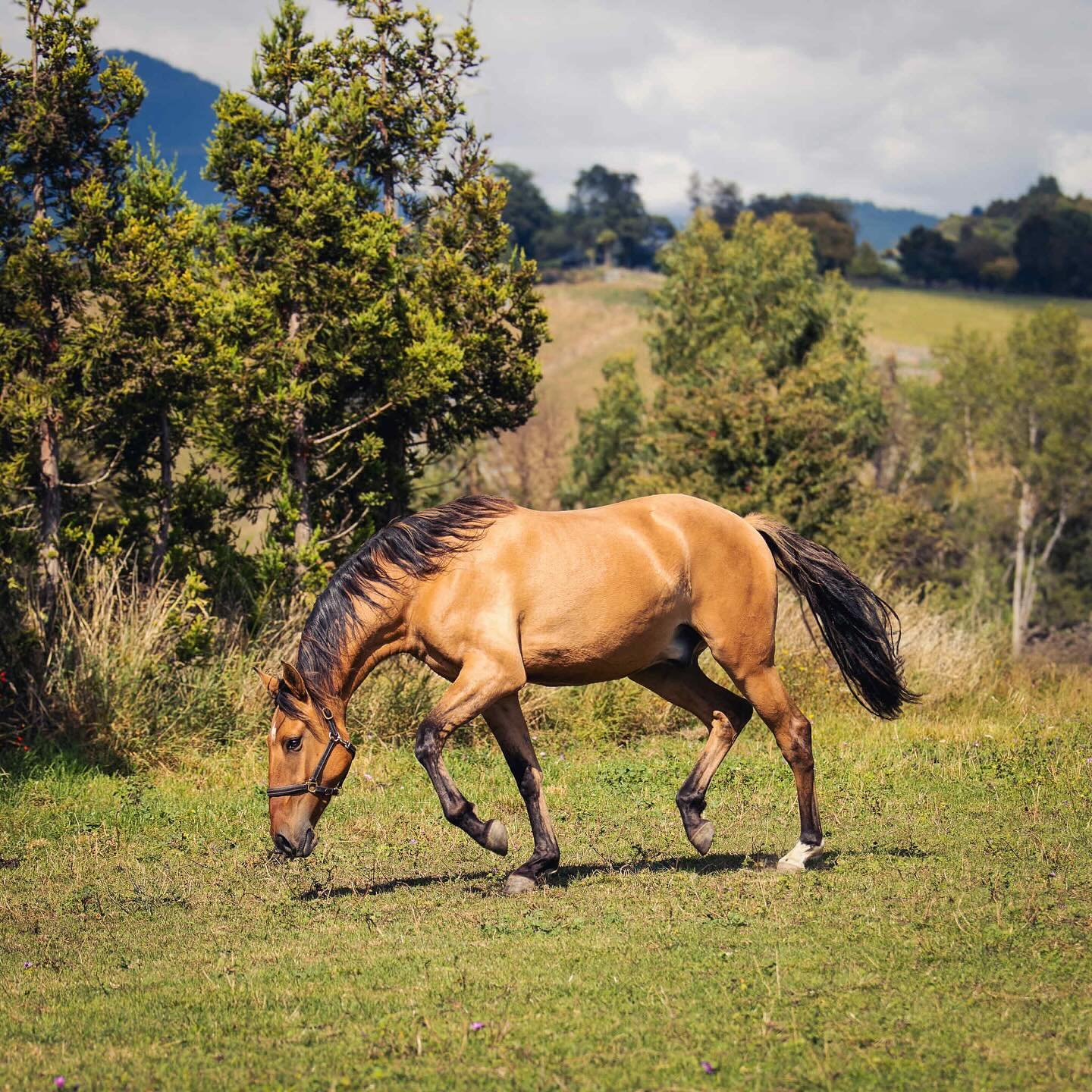 💖 TAIKA 🇳🇿

Is growing into a wonderful riding horse. Bred from one dose frozen semen in New Zealand 🇳🇿 by Eva Kappenstein. Full APSL paper in a shining bay dun coat. 

So happy to see them growing up and becoming the heart horses of their breed