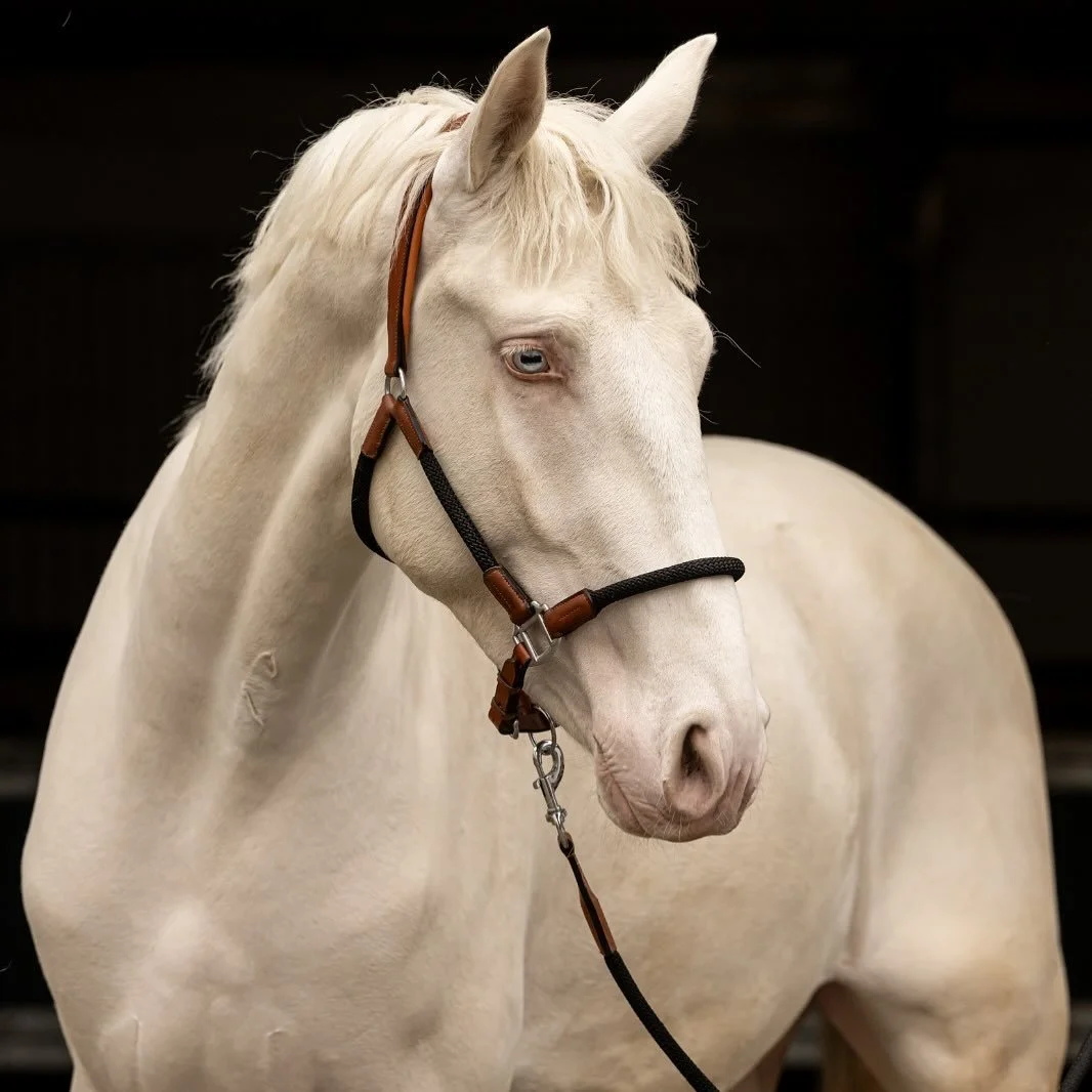 🌟 ALVAO 🚀

The first offspring of I-Don Malague&ntilde;o I get to ride and it&rsquo;s no overstatement to say that I love him. He loves people and scratches, is super easy to work with, soft to sit and has 3 very (!) promising gaits. Super balanced