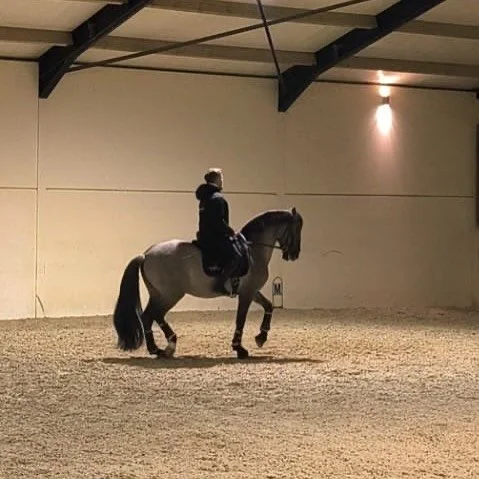 🎄🎅🏻what else can you wish for than this horse? 🎁