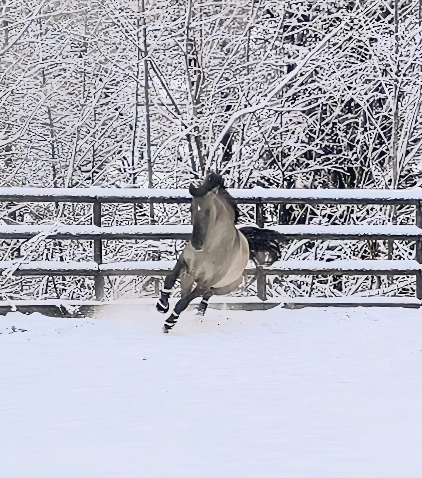 Someone is living is best life with @bertranddaele and @jeaninereul 🥹🦄❄️ offering a breeding stallion freedom, good training, peace and friends is the only way I want to do this. #idonmalagueno #lusitano #breedingstallion #homozygousdun #apsl #appr