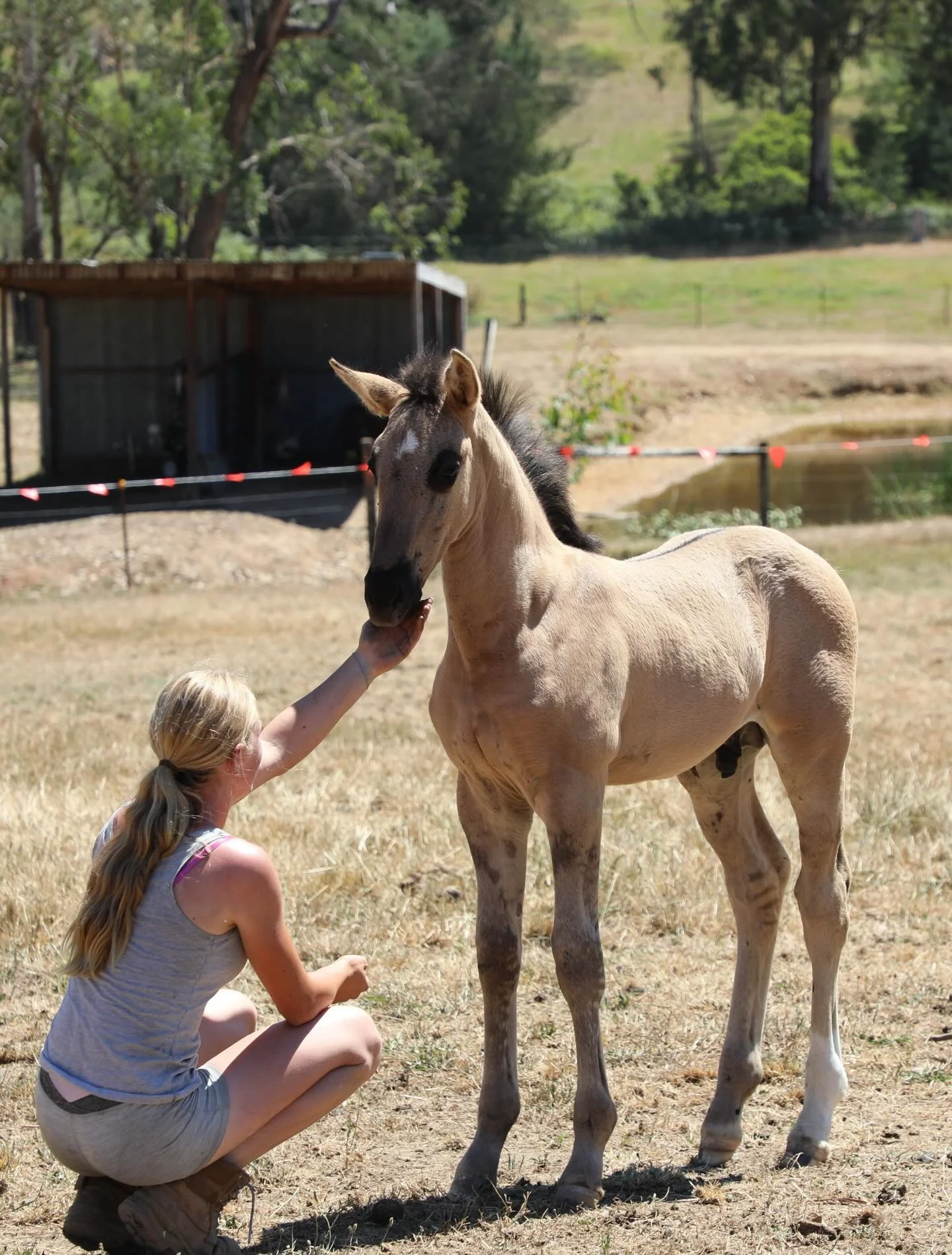 DANTE 💛 bred and born in Australia 🇦🇺 carries best warmblood and Lusitano blood. What a gem 🪩 #foalsofidonmalagueno #idonmalagueno #inefavel #dun #lusitano