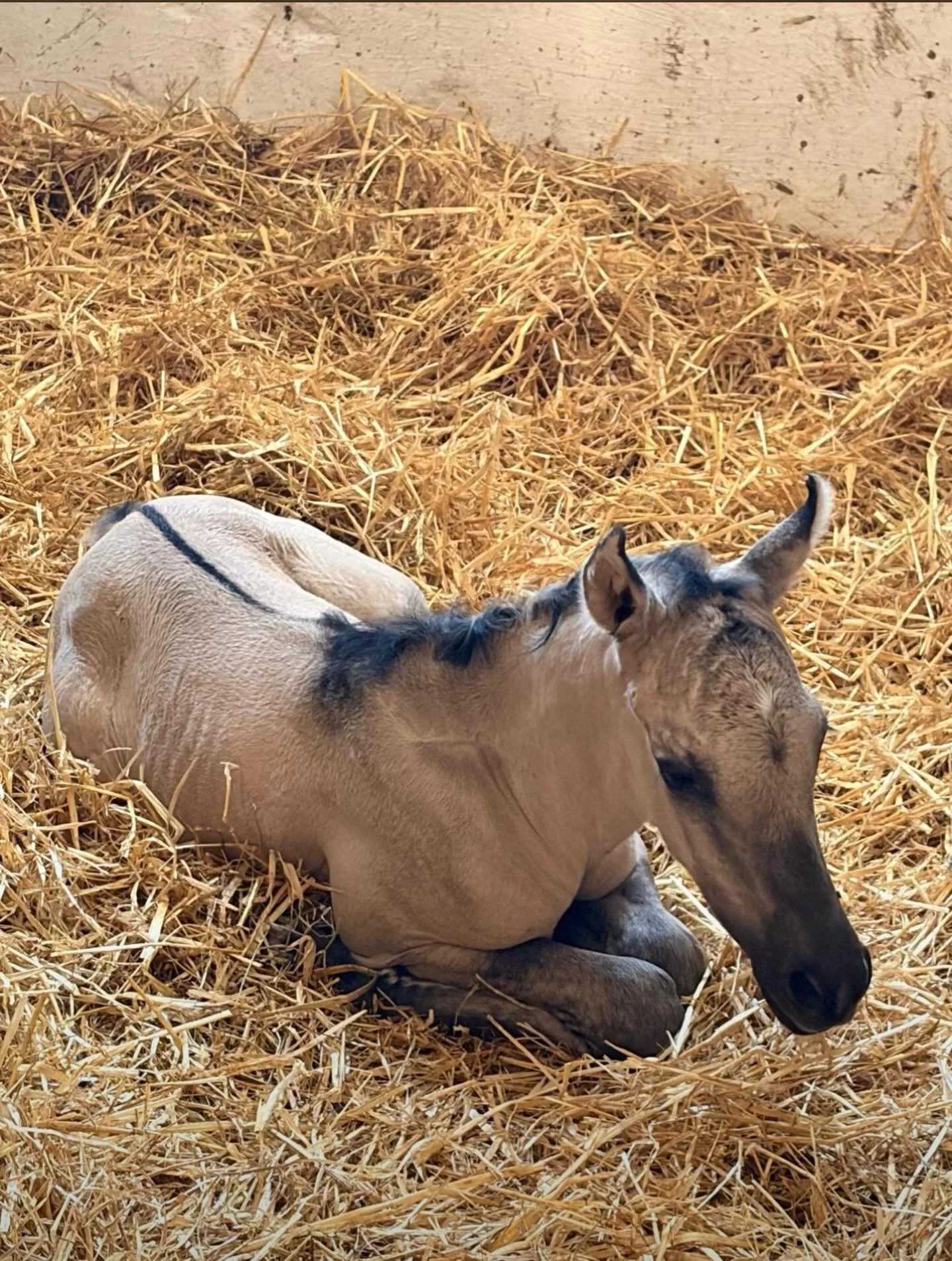 I am over the moon. This foal has it all. Dun Factor like I have never seen it before (no grey) and the sweetest face. So happy for his breeder Susanne 😍 you hit the jackpot with this little fellow. #foalsofidonmalagueno #dunfactor #homozygousdun #s