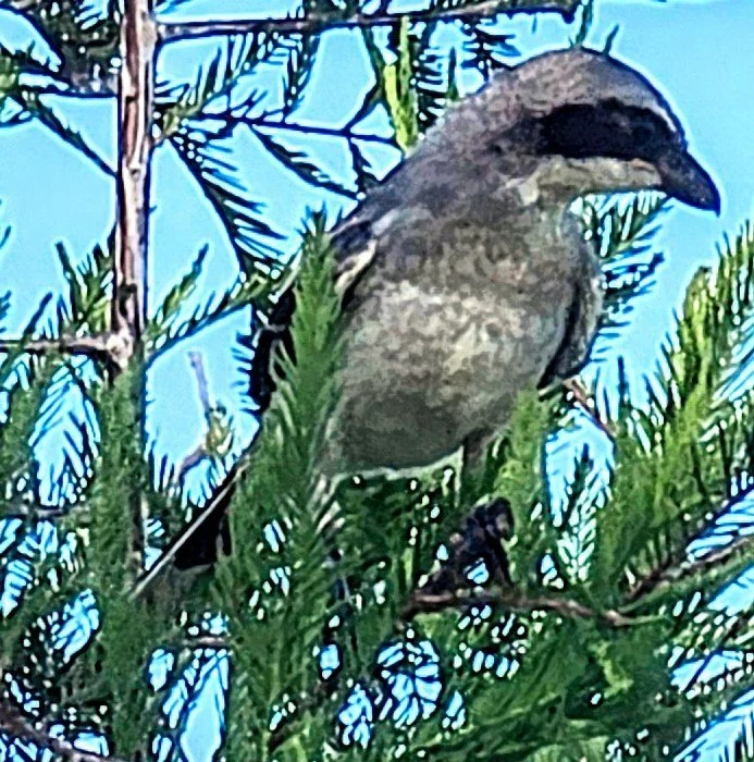 Loggerhead Shrike