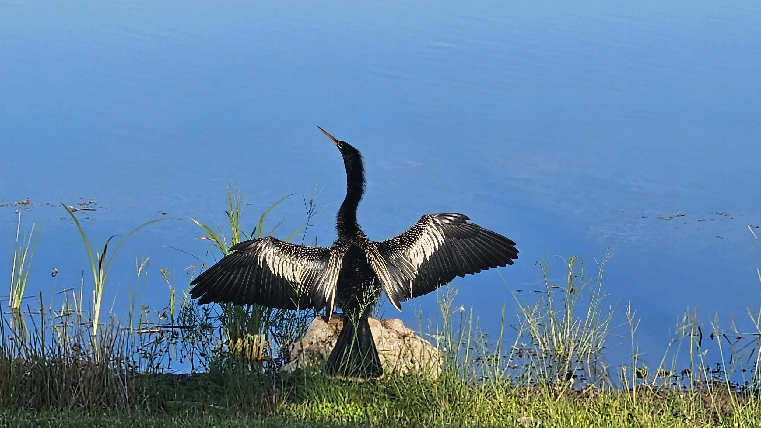 Anhinga