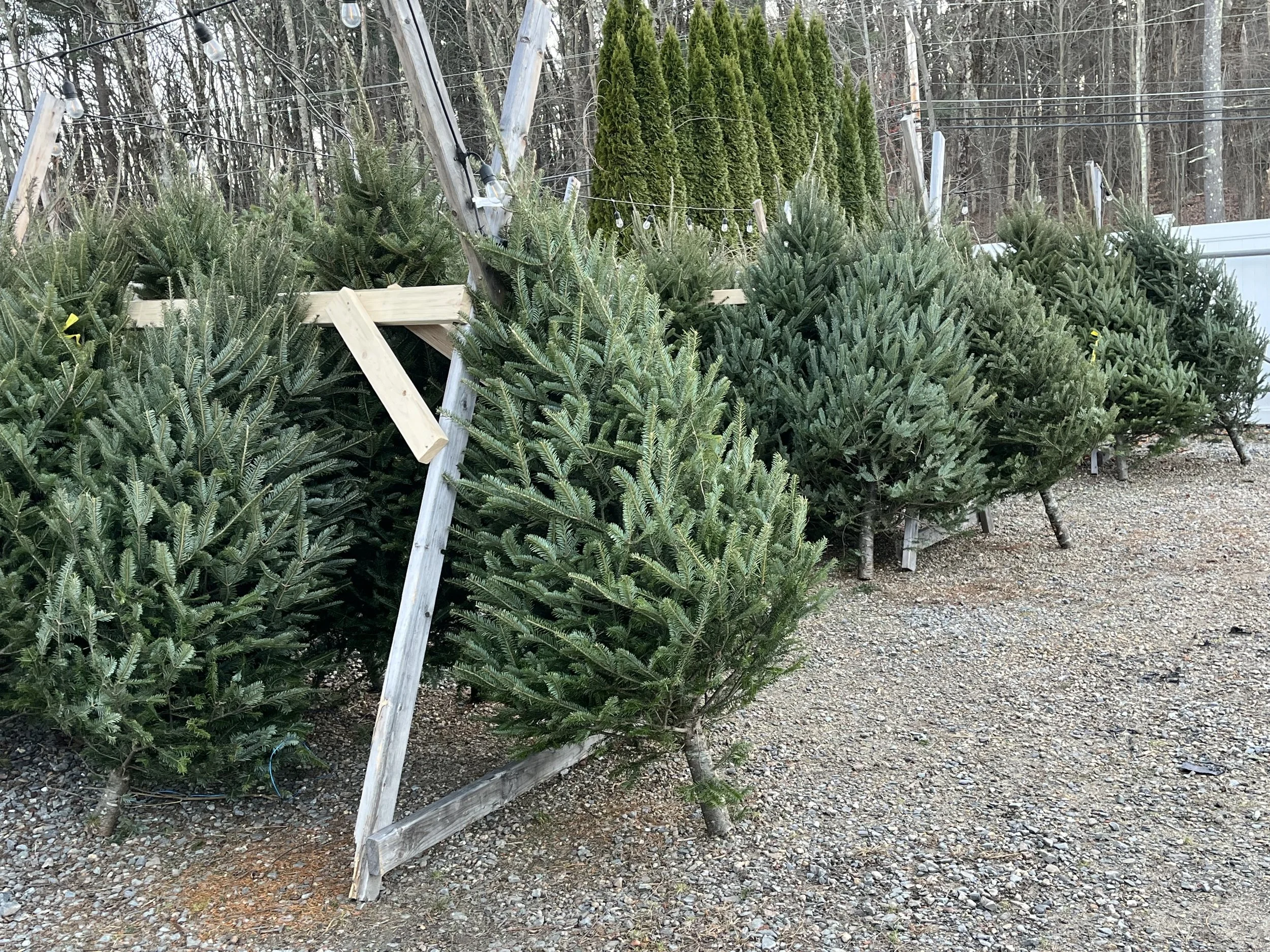 TREES 1.jpg