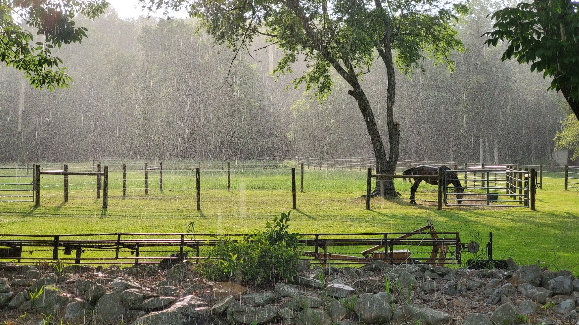 nella in rain.jpg