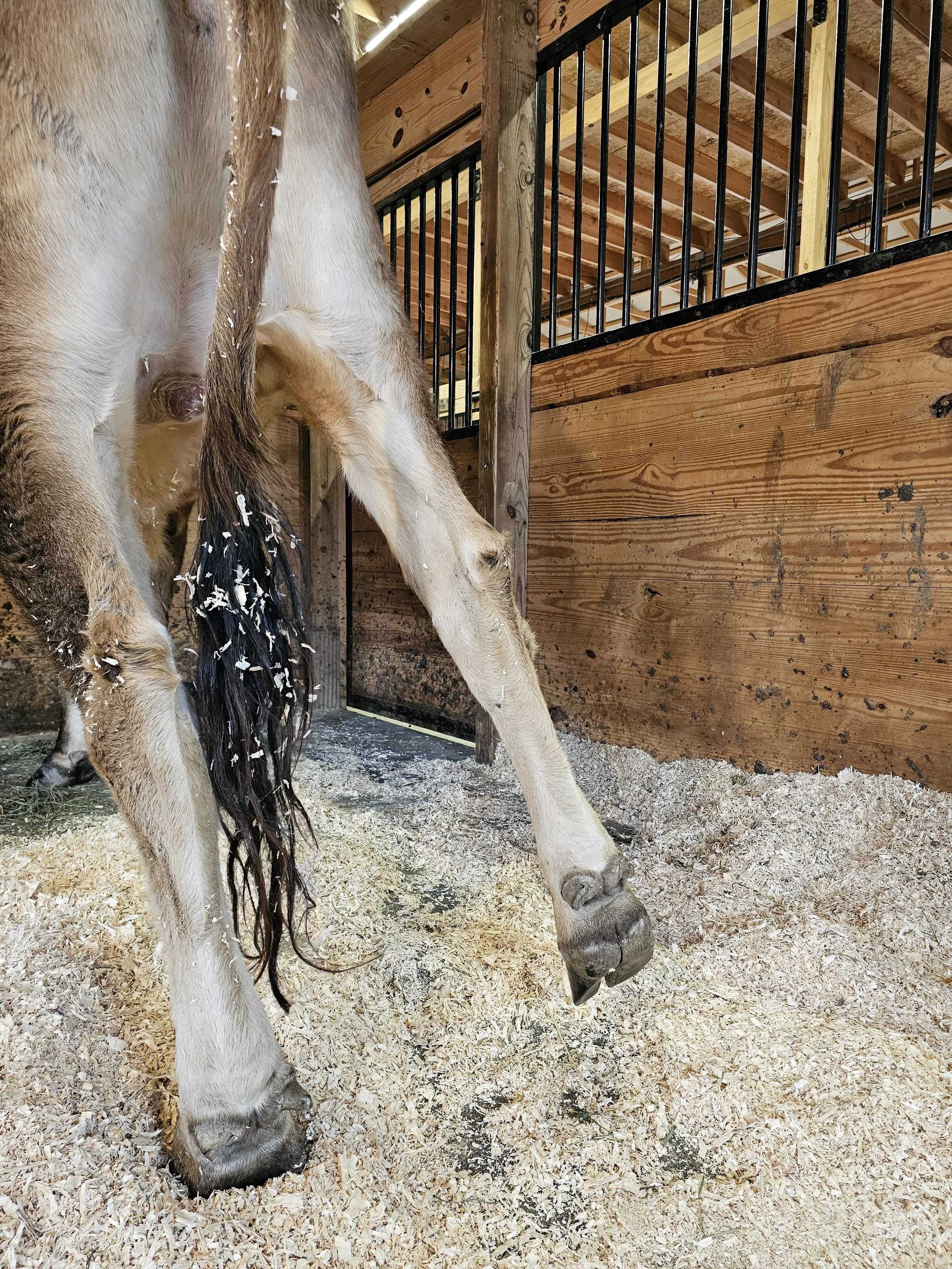 Close-up of a steer's legs and hooves inside a wooden barn stall with wood shavings on the ground.