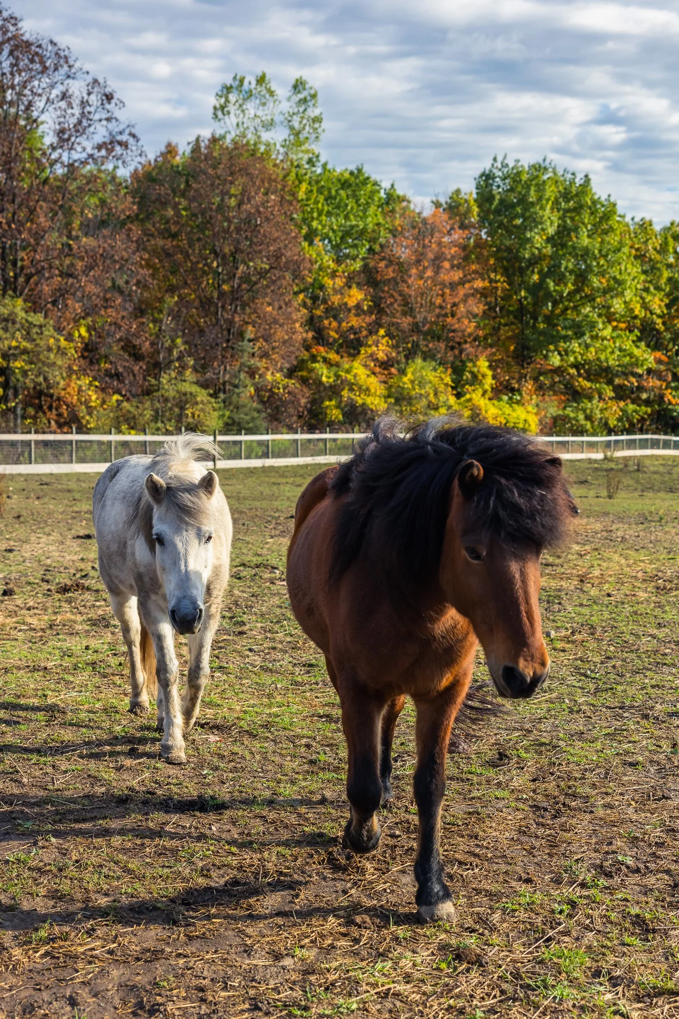 Meet our new Icelandic horses!