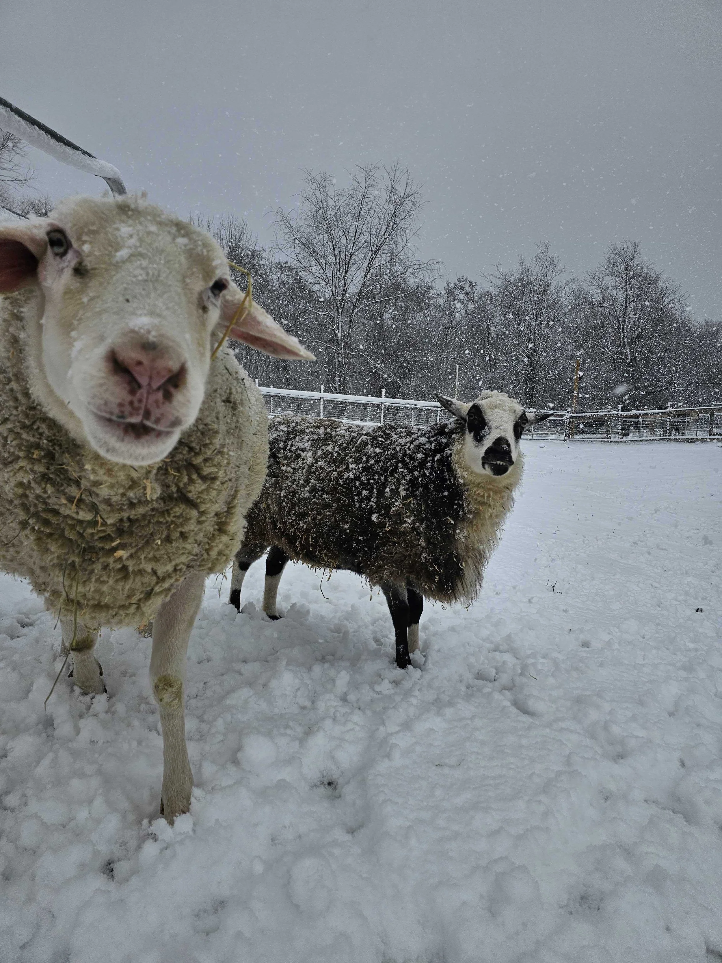 What’s that??? TWO more new friends???!