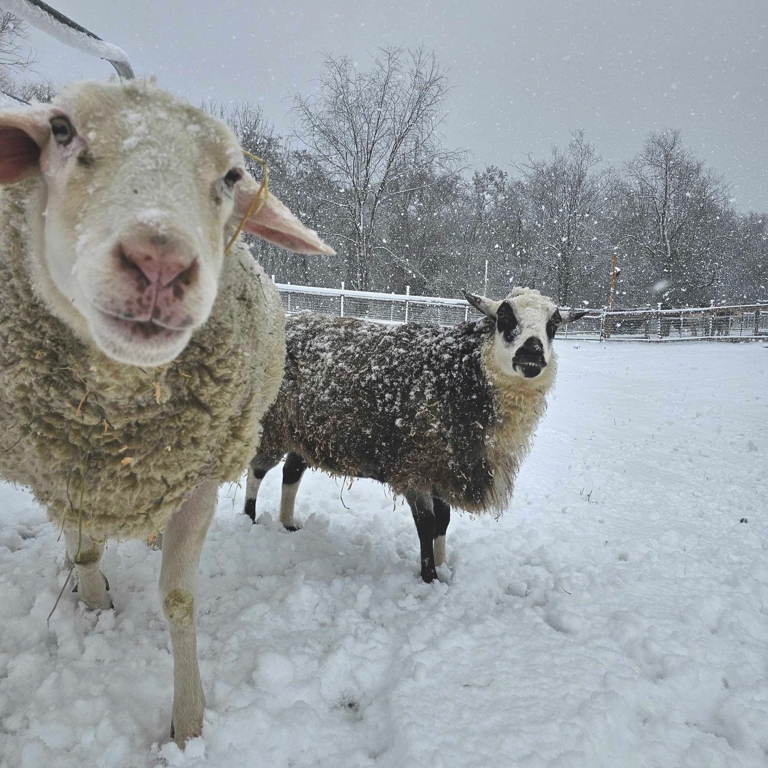What’s that??? TWO more new friends???!