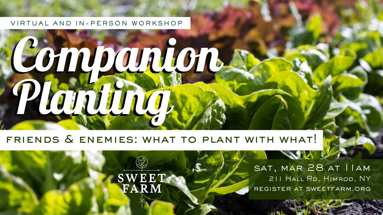 Companion Planting Workshop: Virtual & In Person
