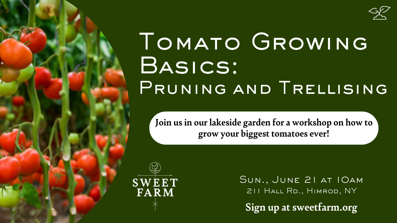 Tomato Growing Basics: Pruning & Trellising Workshop