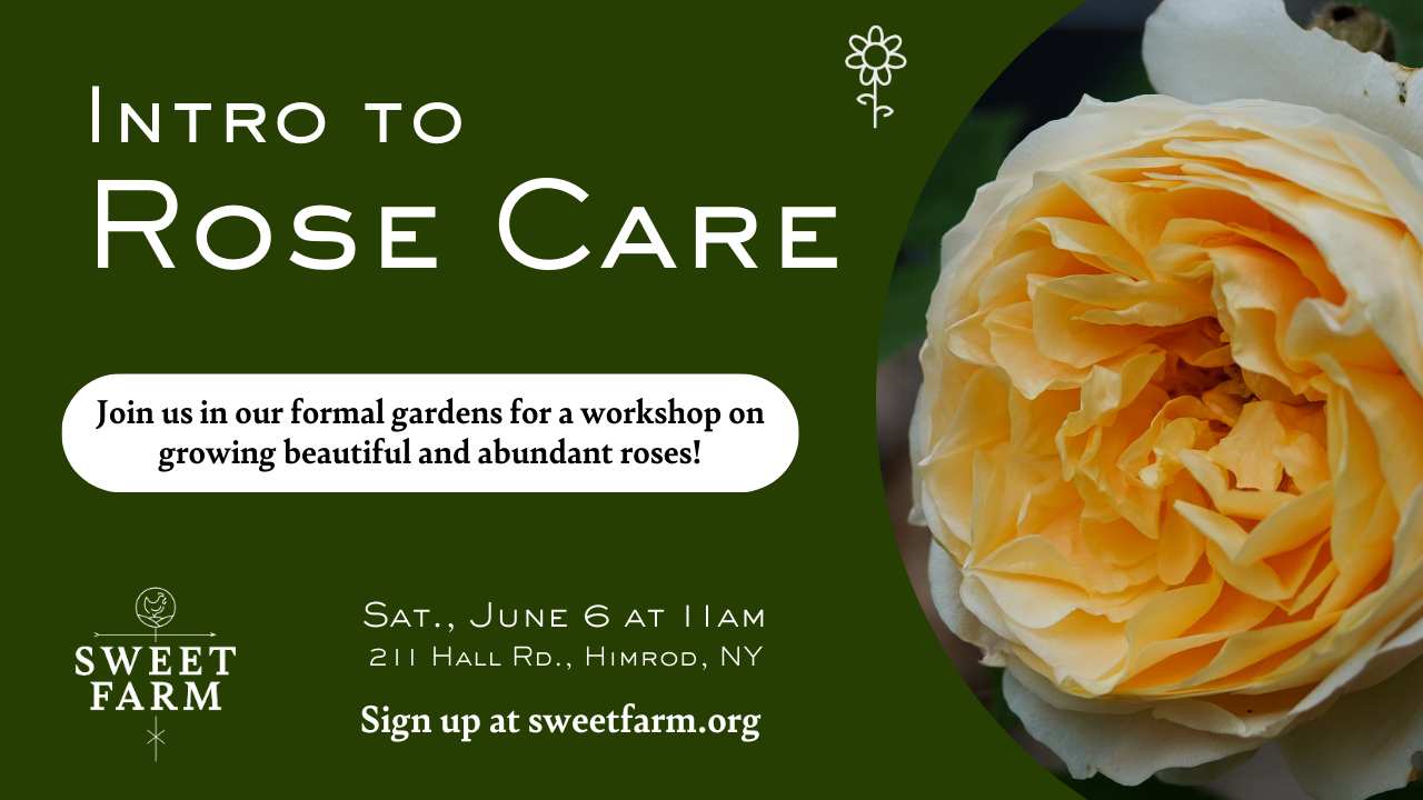 Intro to Rose Care