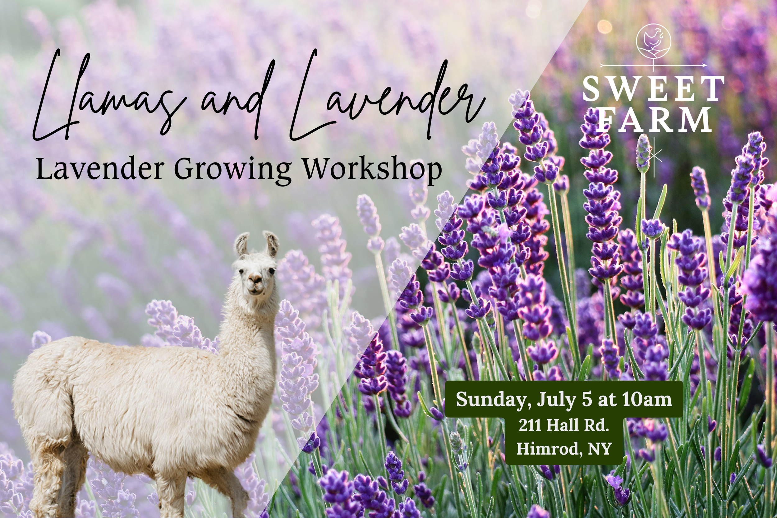 Llamas & Lavender