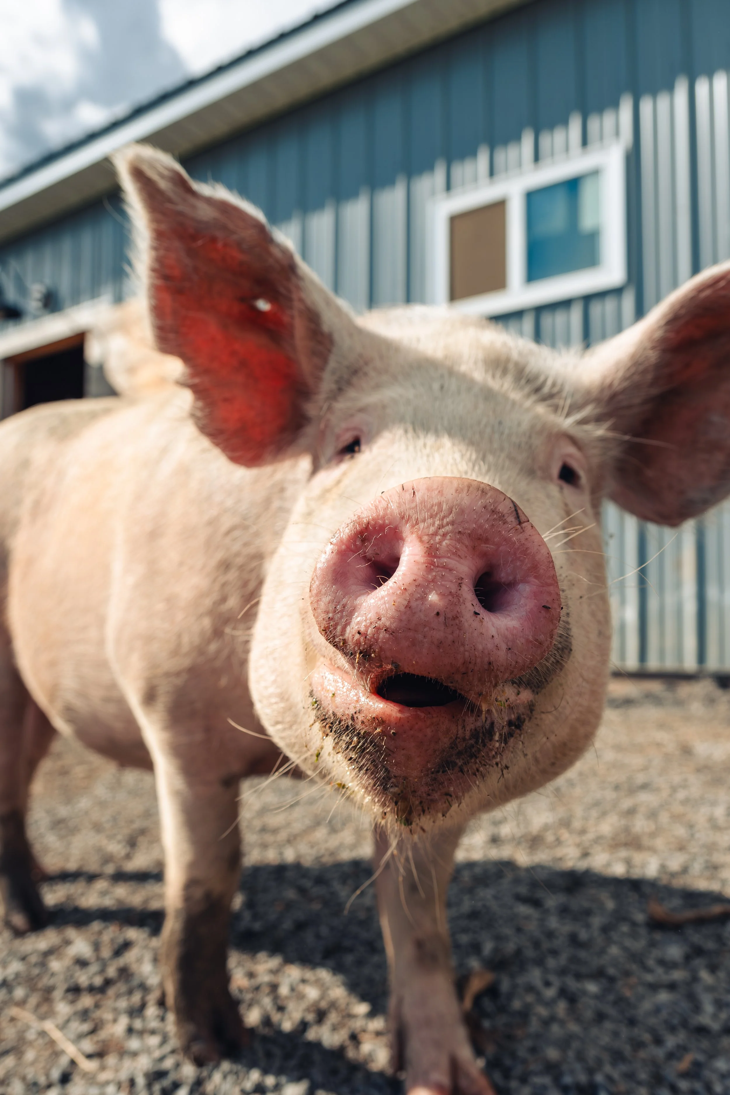 Pigs &amp; The Planet