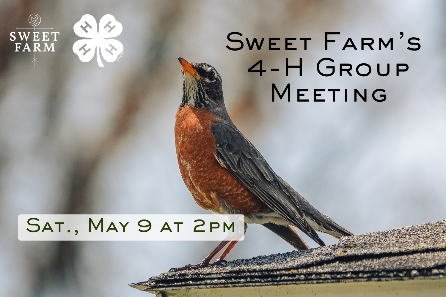 4-H Group Meeting: Wild Birds