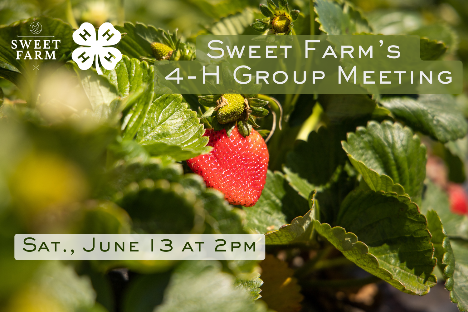 4-H Group Meeting: Strawberry Season!